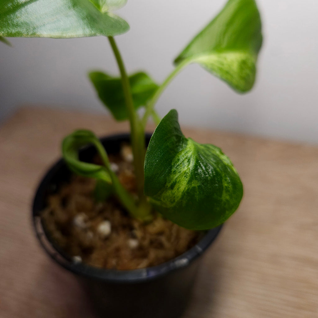 Homalomena Red Stem Variegated