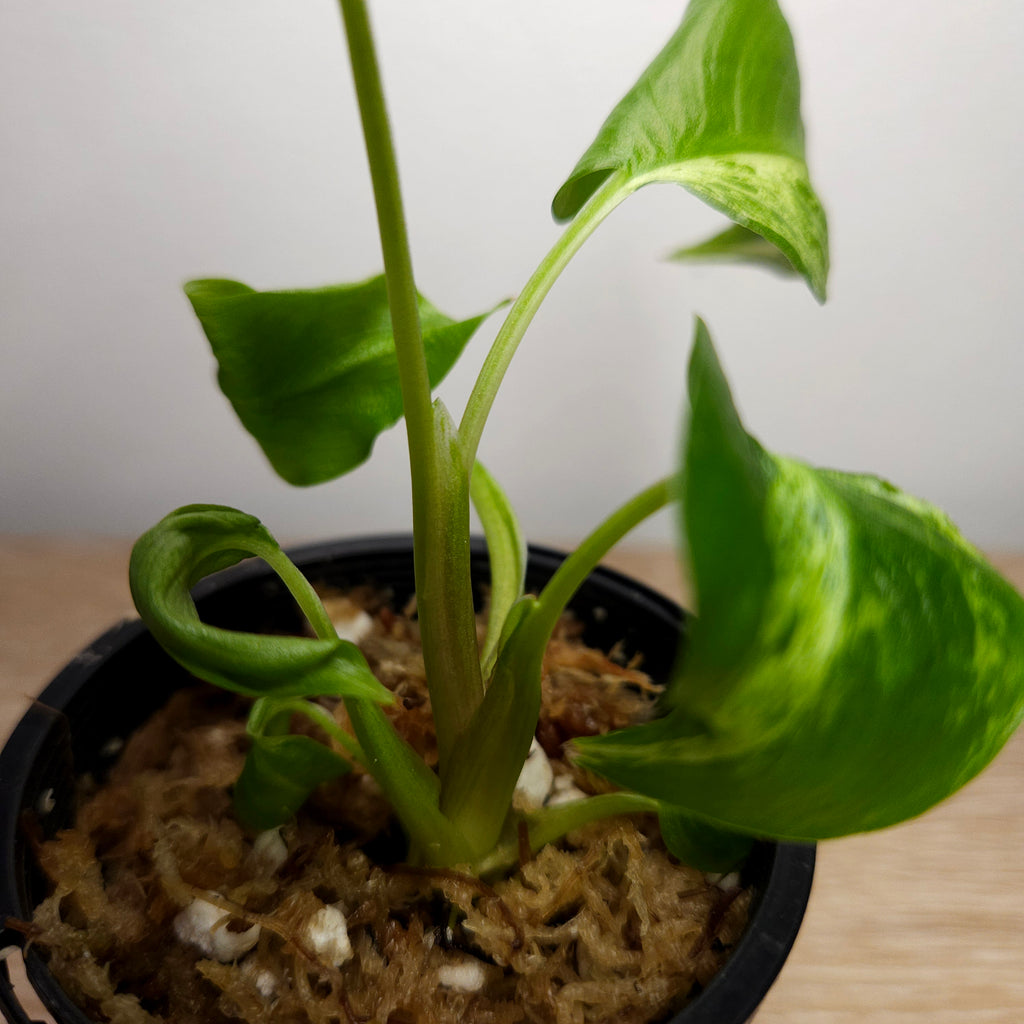 Homalomena Red Stem Variegated
