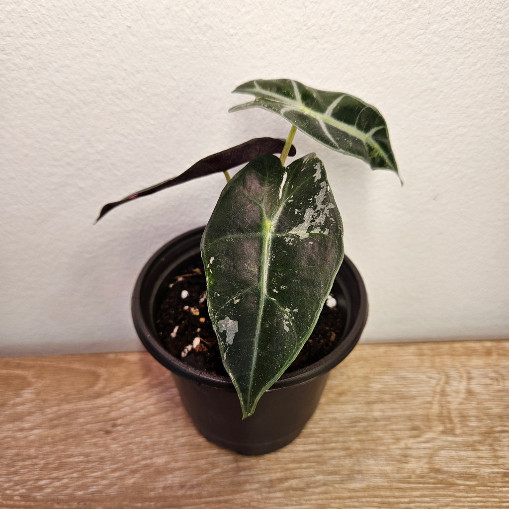 Alocasia 'Pink Silver' Variegated