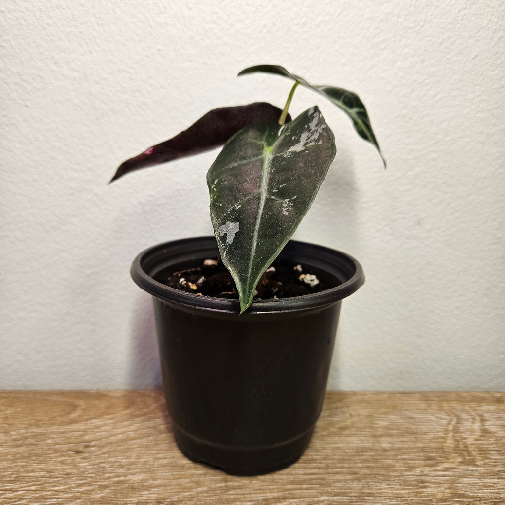 Alocasia 'Pink Silver' Variegated