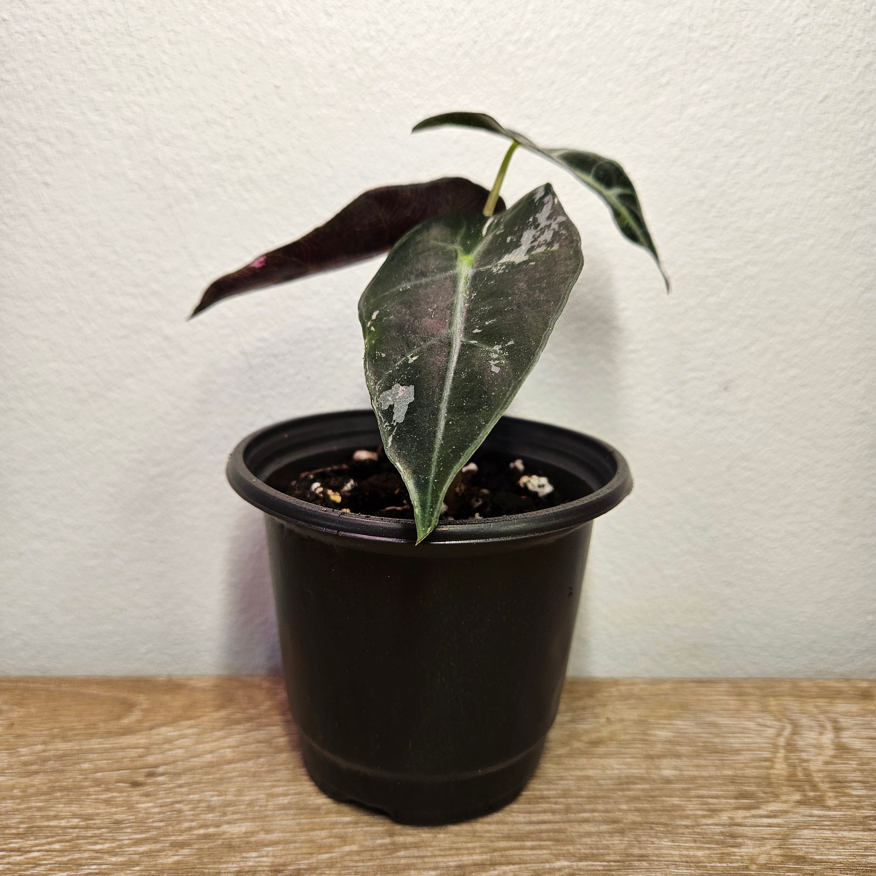 Alocasia 'Pink Silver' Variegated