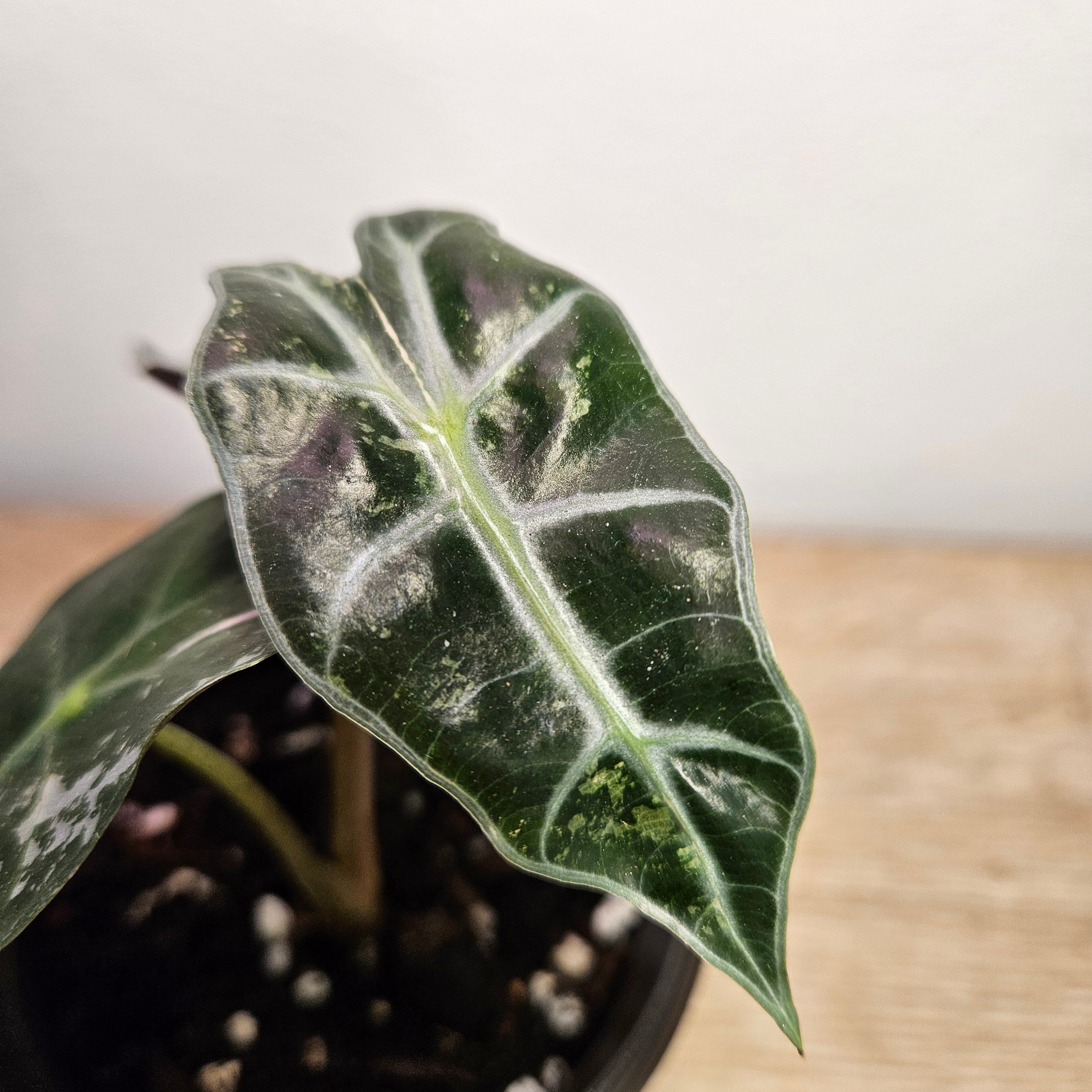 Alocasia 'Pink Silver' Variegated