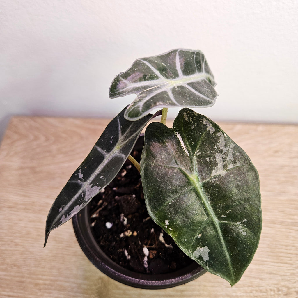 Alocasia 'Pink Silver' Variegated