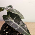 Alocasia 'Pink Silver' Variegated