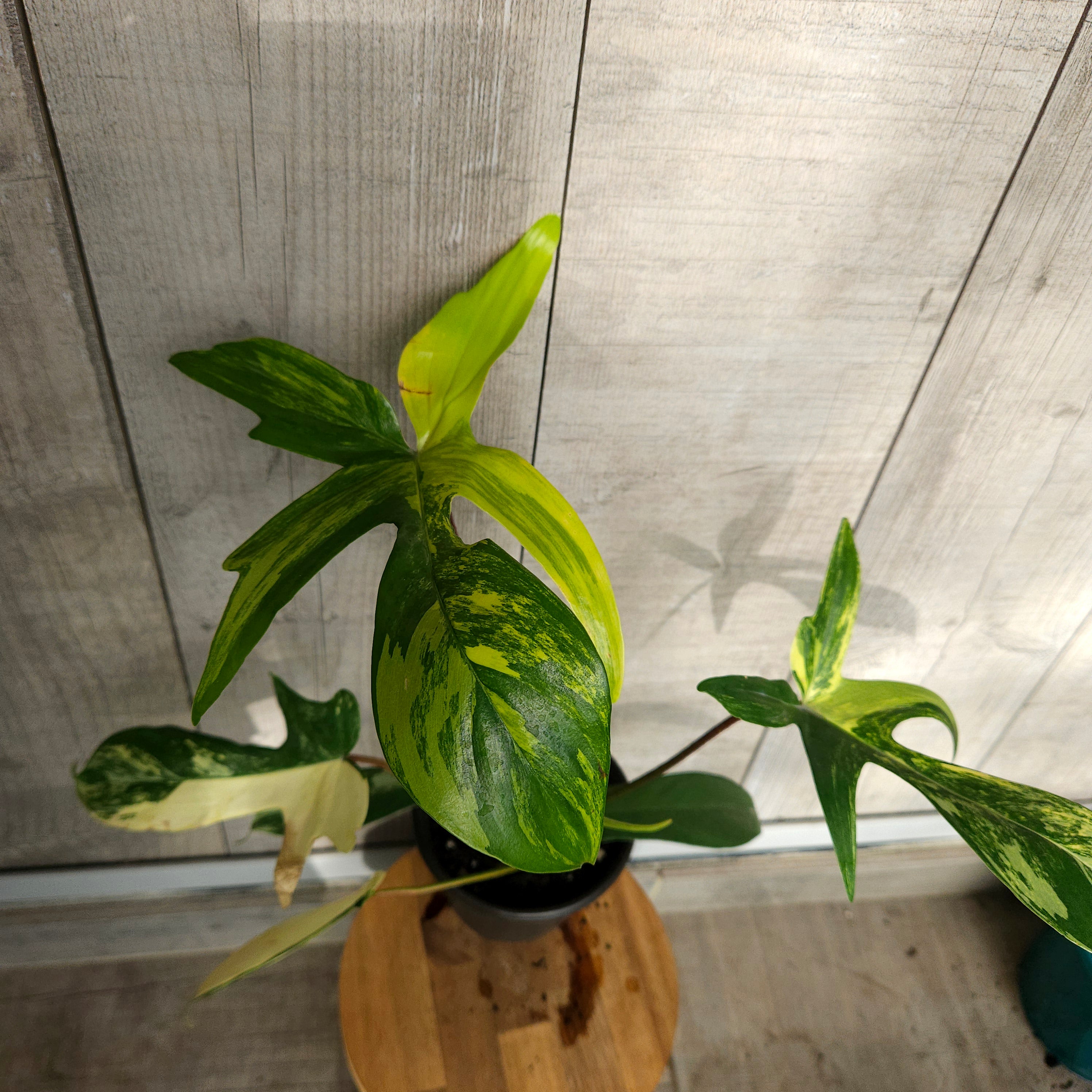 Philodendron Florida Beauty – Rare Aurea Variegated