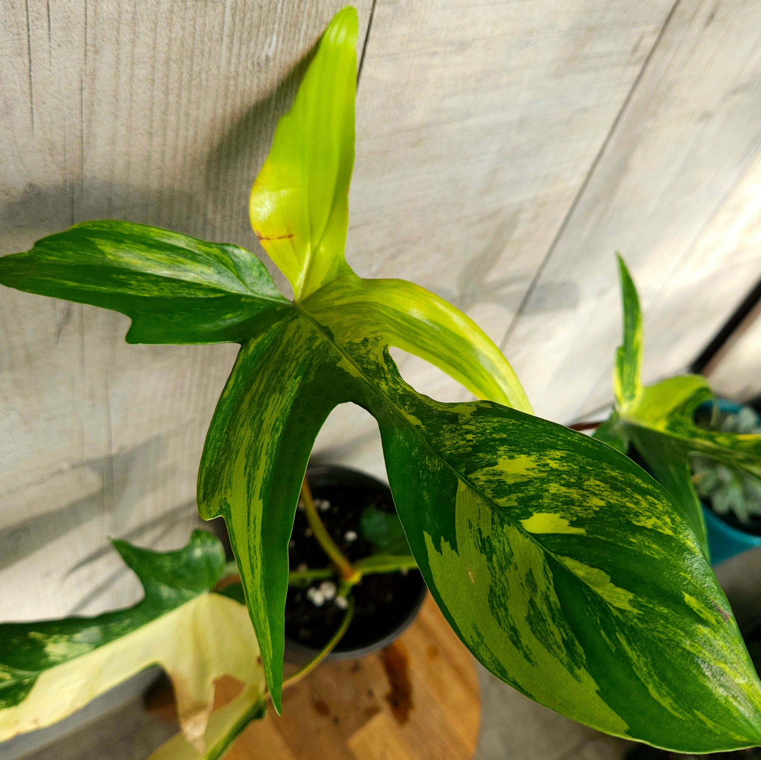 Philodendron Florida Beauty – Rare Aurea Variegated