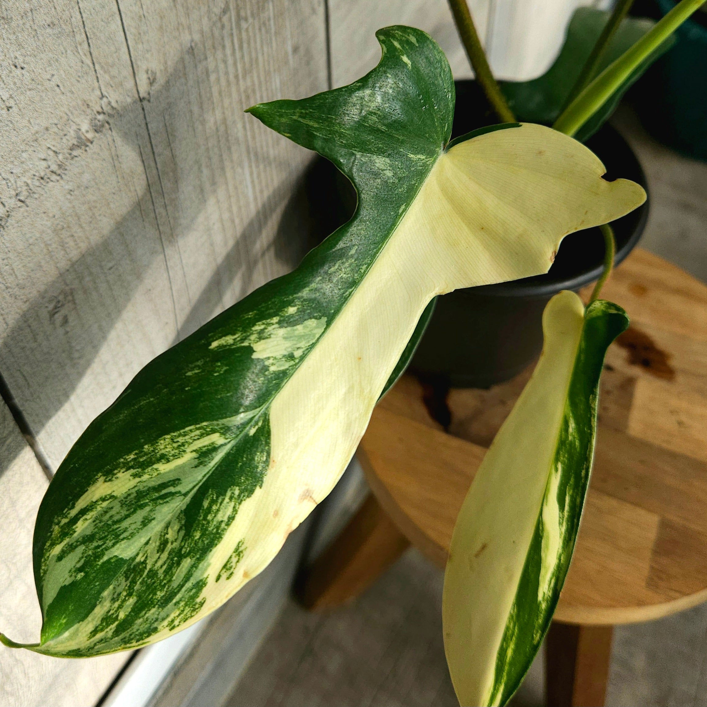 Philodendron Florida Beauty – Rare Aurea Variegated