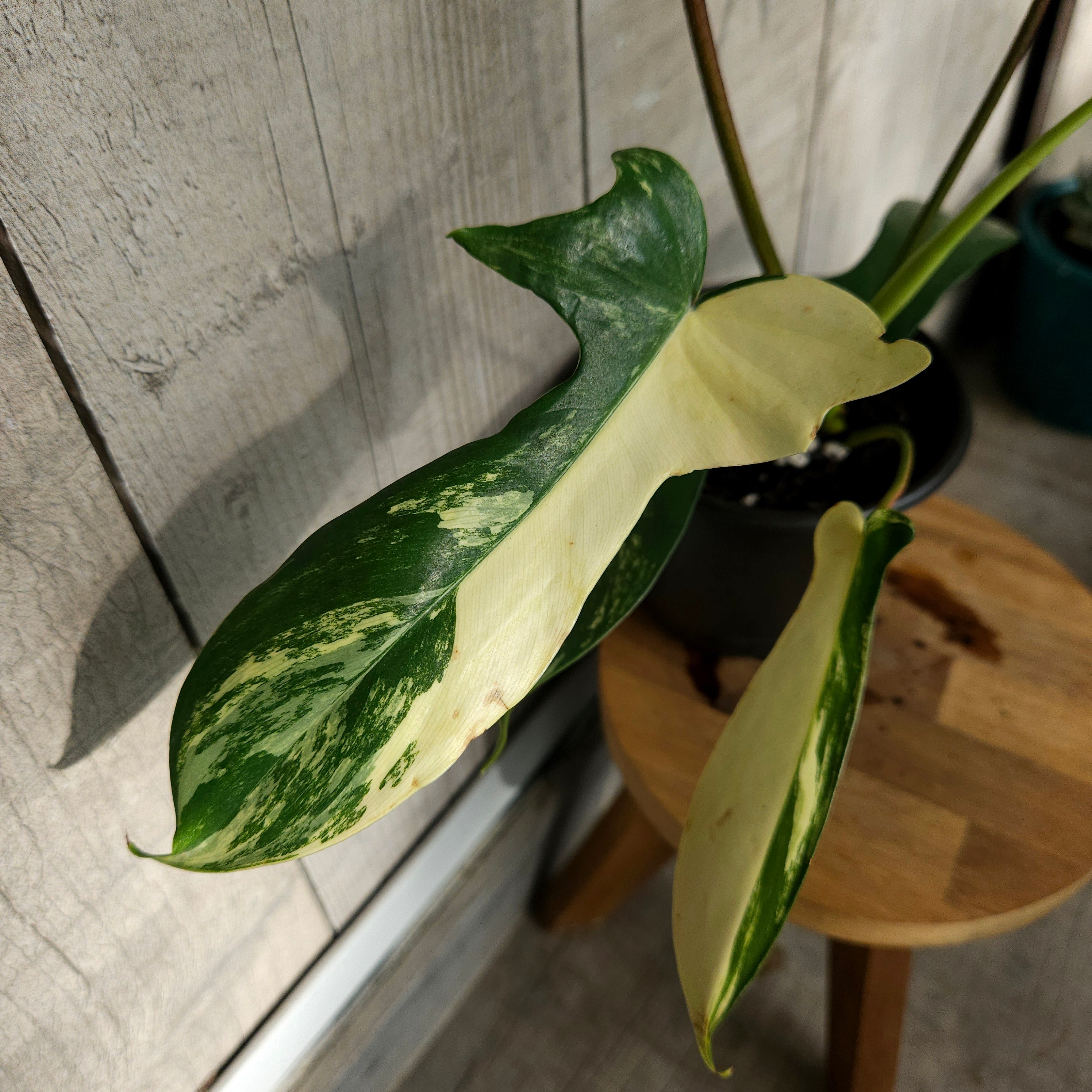 Philodendron Florida Beauty – Rare Aurea Variegated