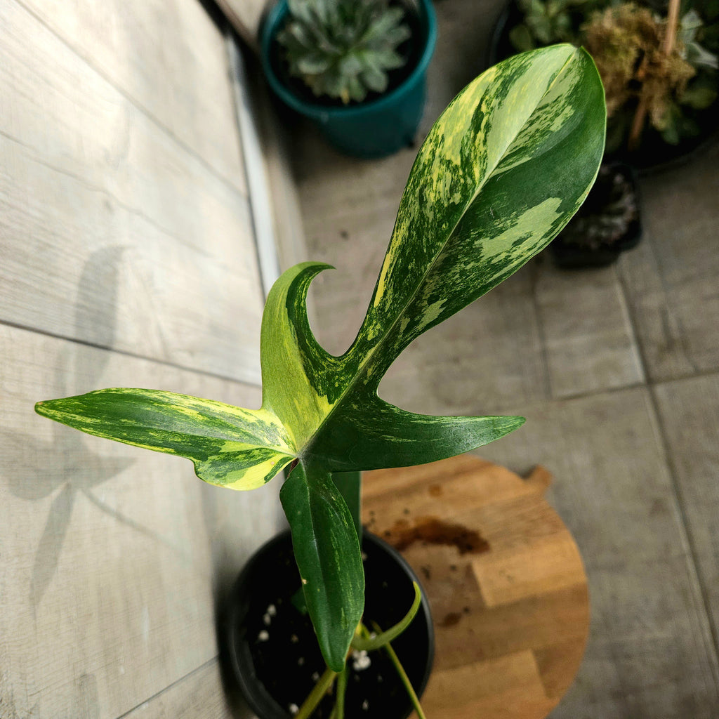 Philodendron Florida Beauty | Rare Aurea Variegated