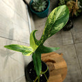 Philodendron Florida Beauty | Rare Aurea Variegated