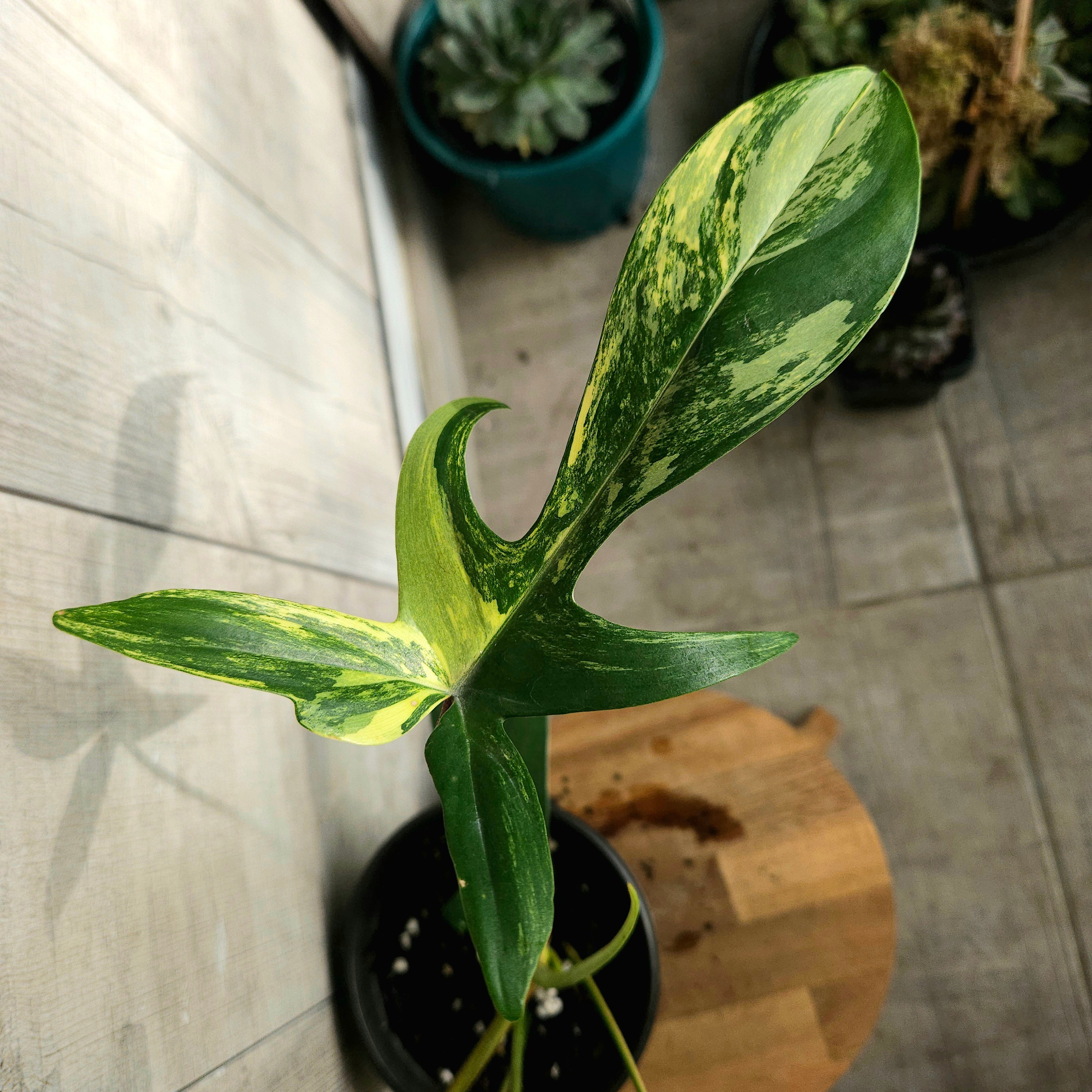 Philodendron Florida Beauty – Rare Aurea Variegated