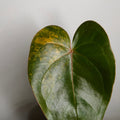 Variegated Anthurium andraeanum