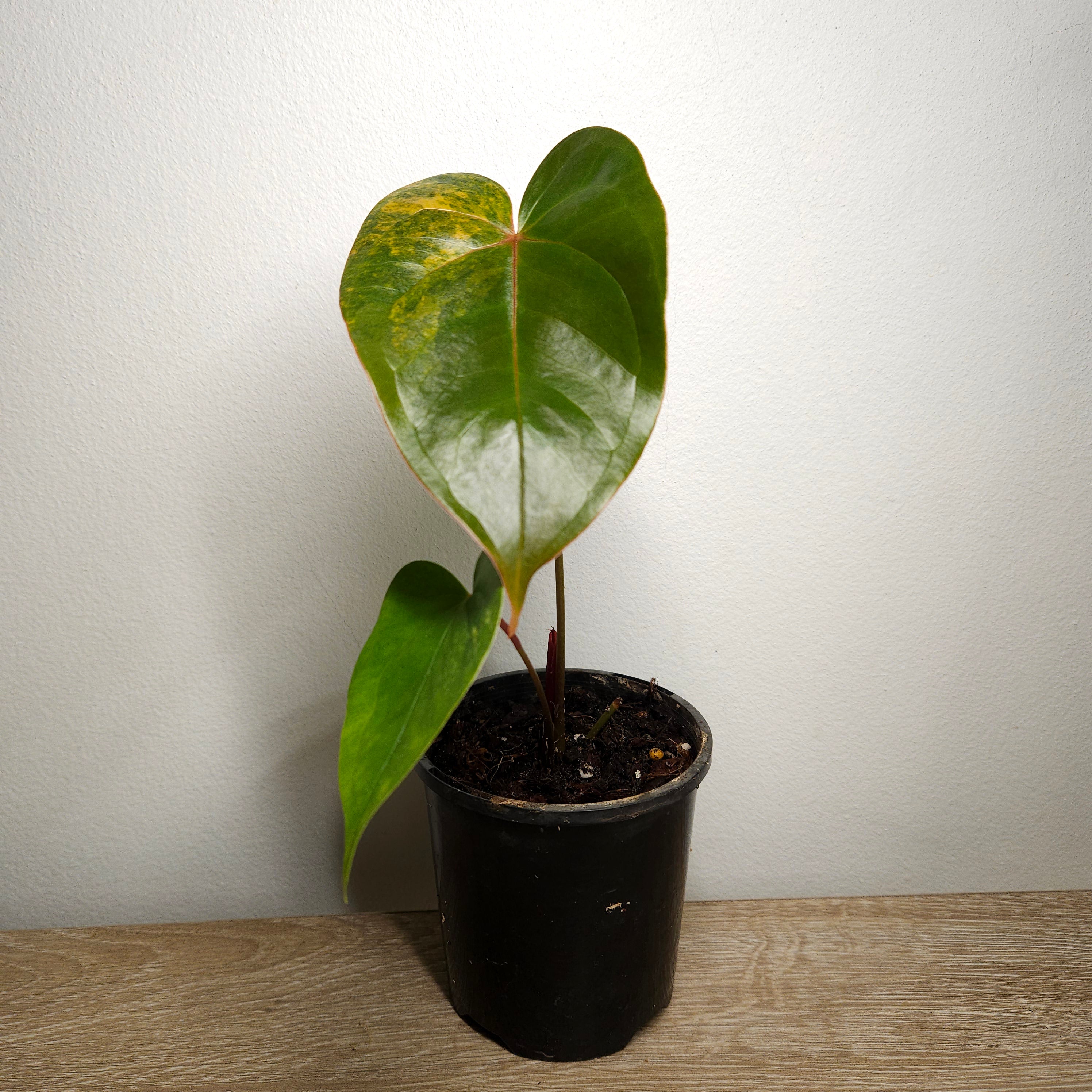 Variegated Anthurium andraeanum