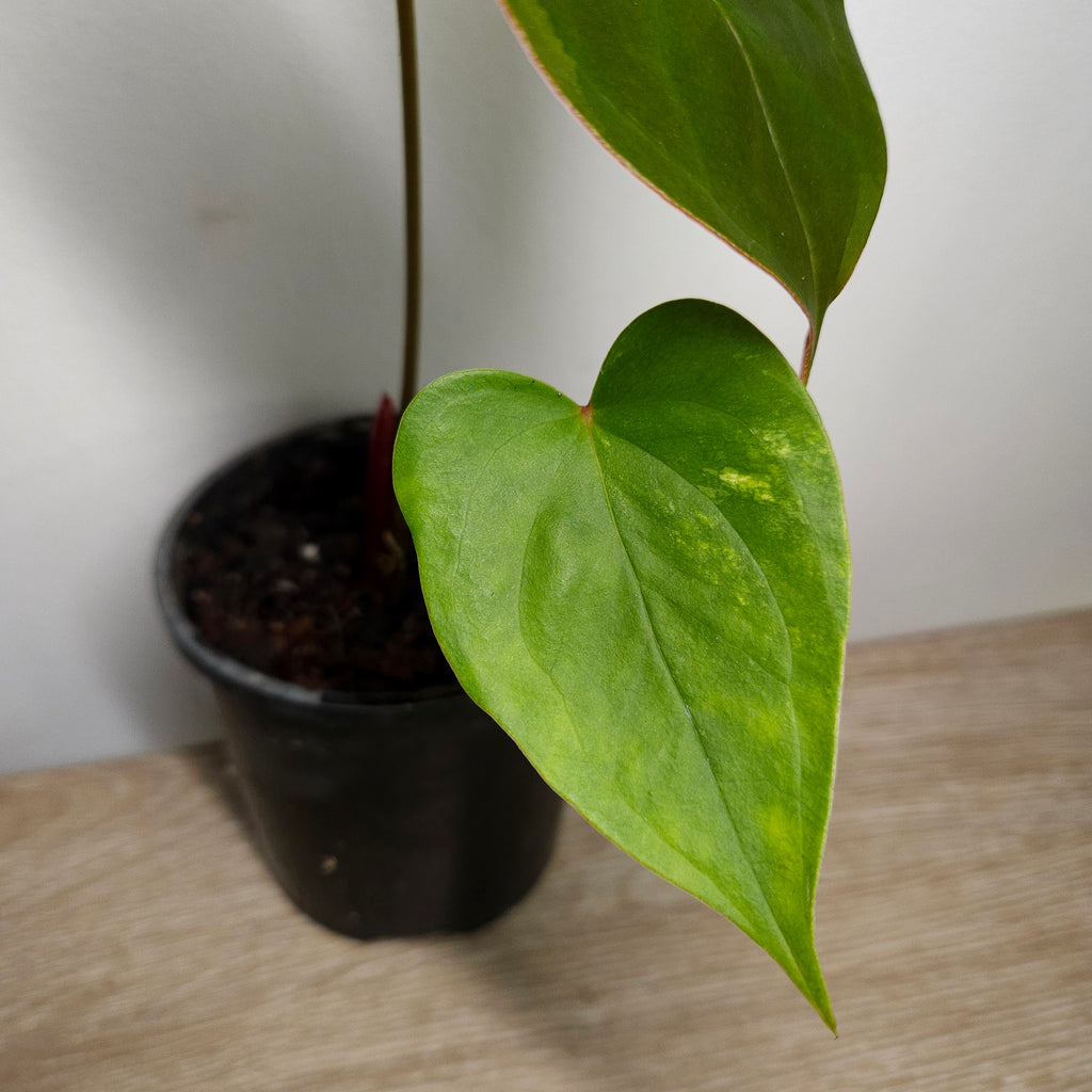 Variegated Anthurium andraeanum