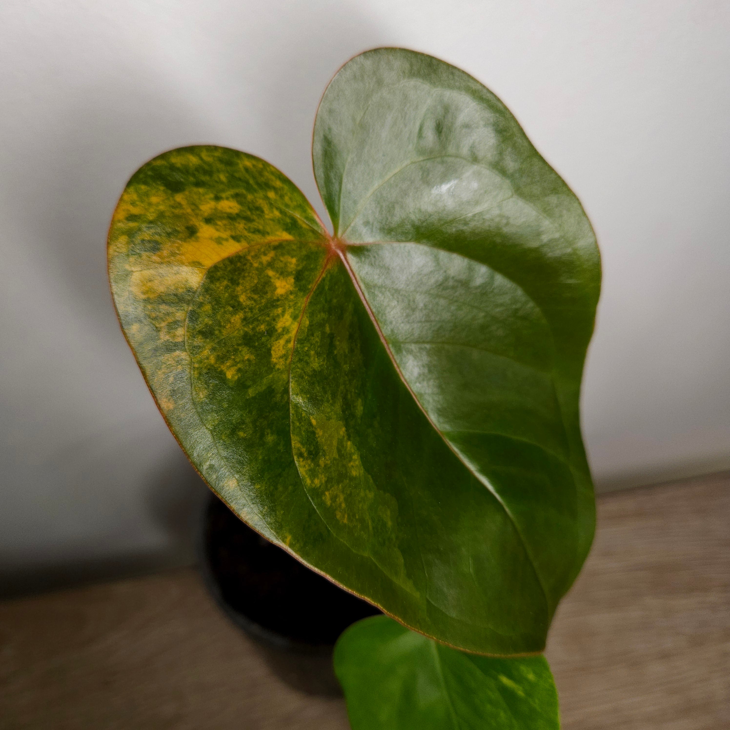 Variegated Anthurium andraeanum