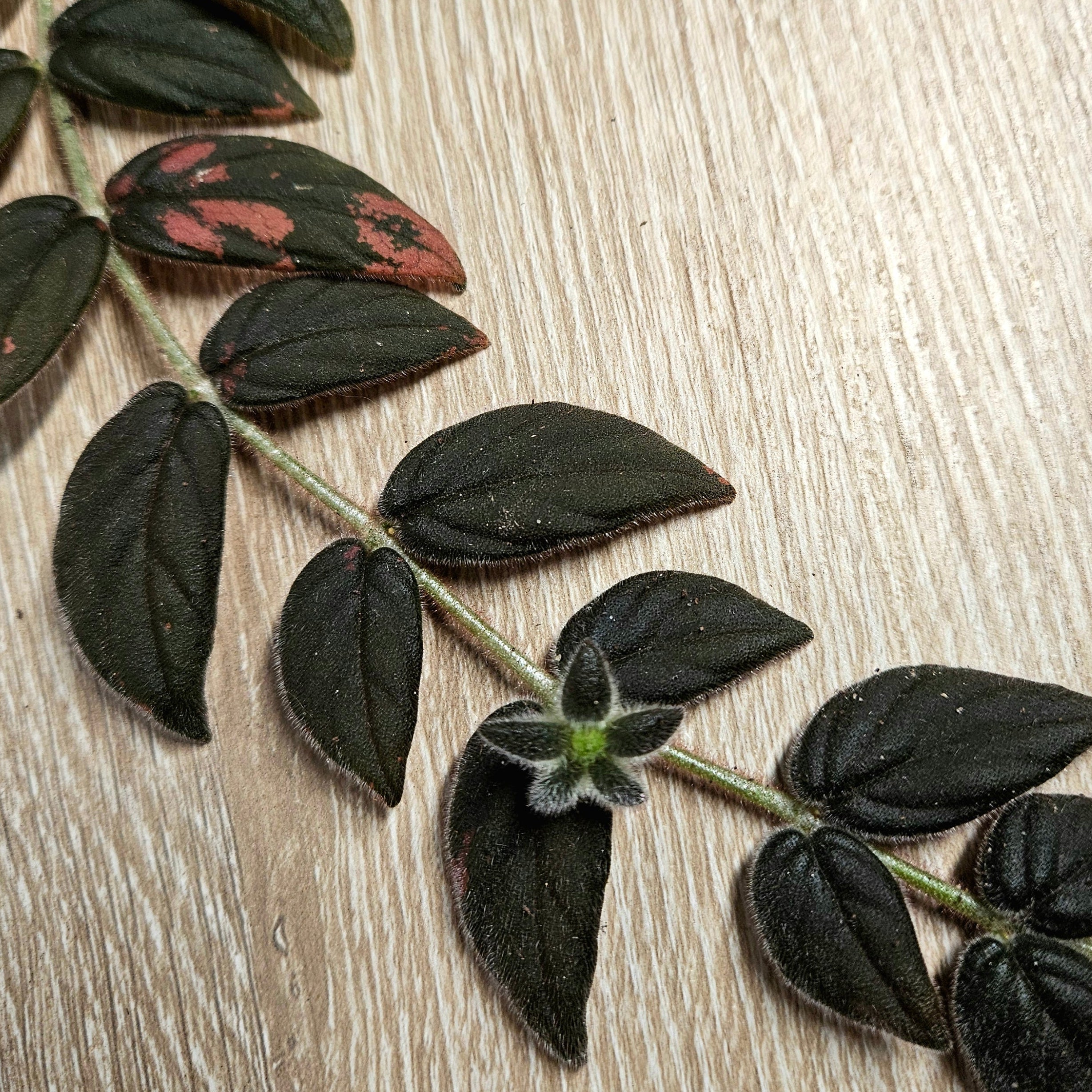 Columnea microcalyx – Established Trailing Velvet Goldfish Plant