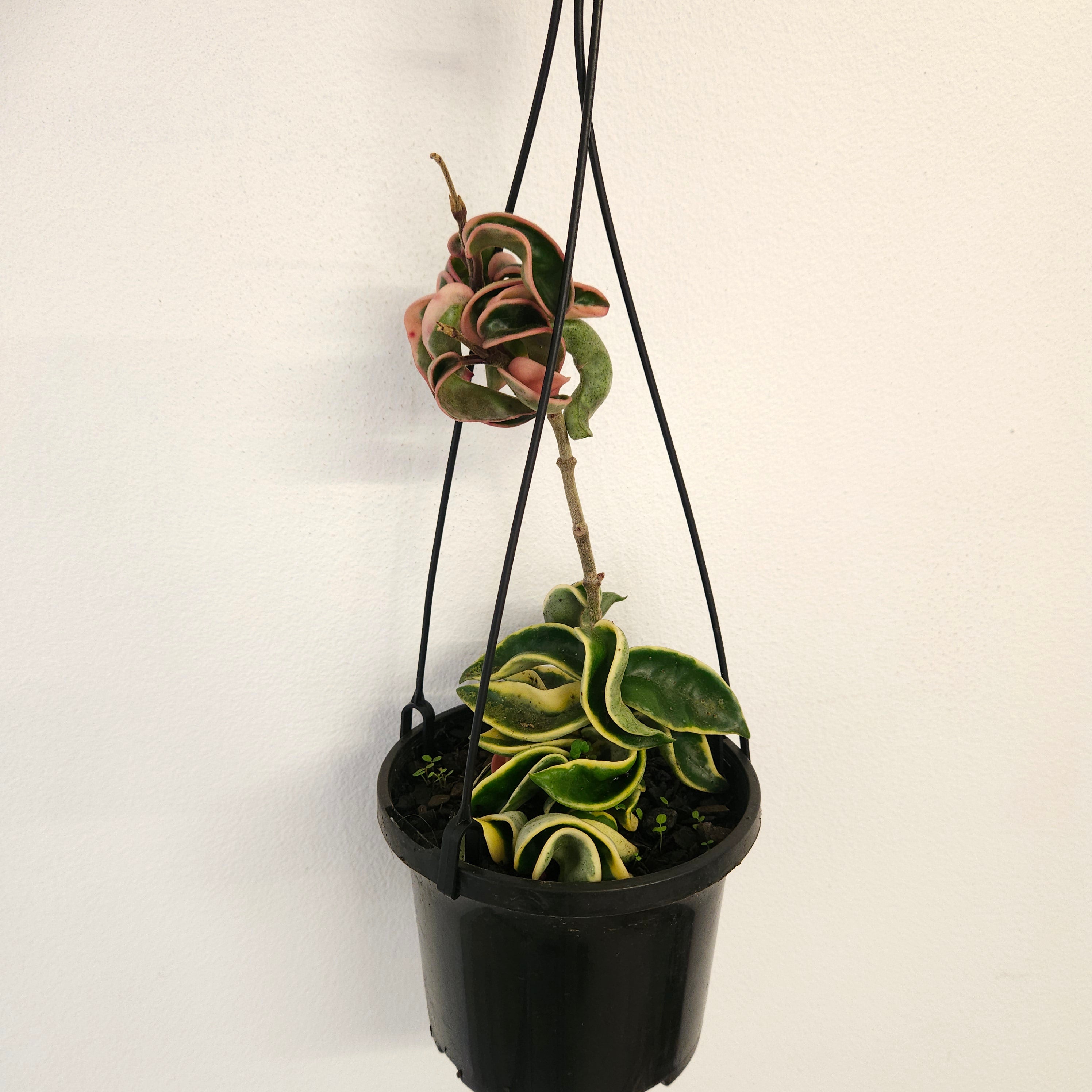 Hoya compacta | ‘Indian Rope’ Variegated Rare