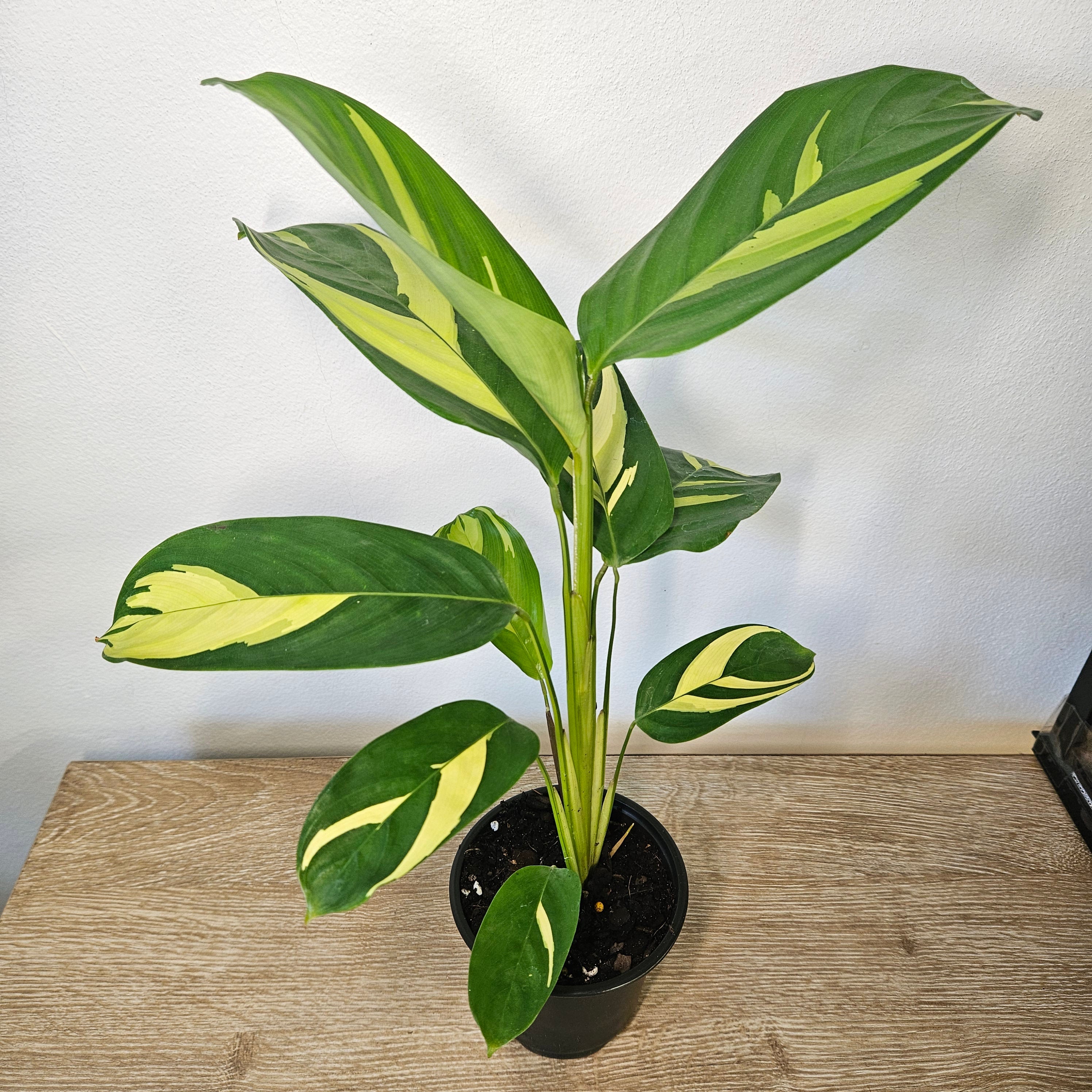 Ctenanthe | Golden Mosaic