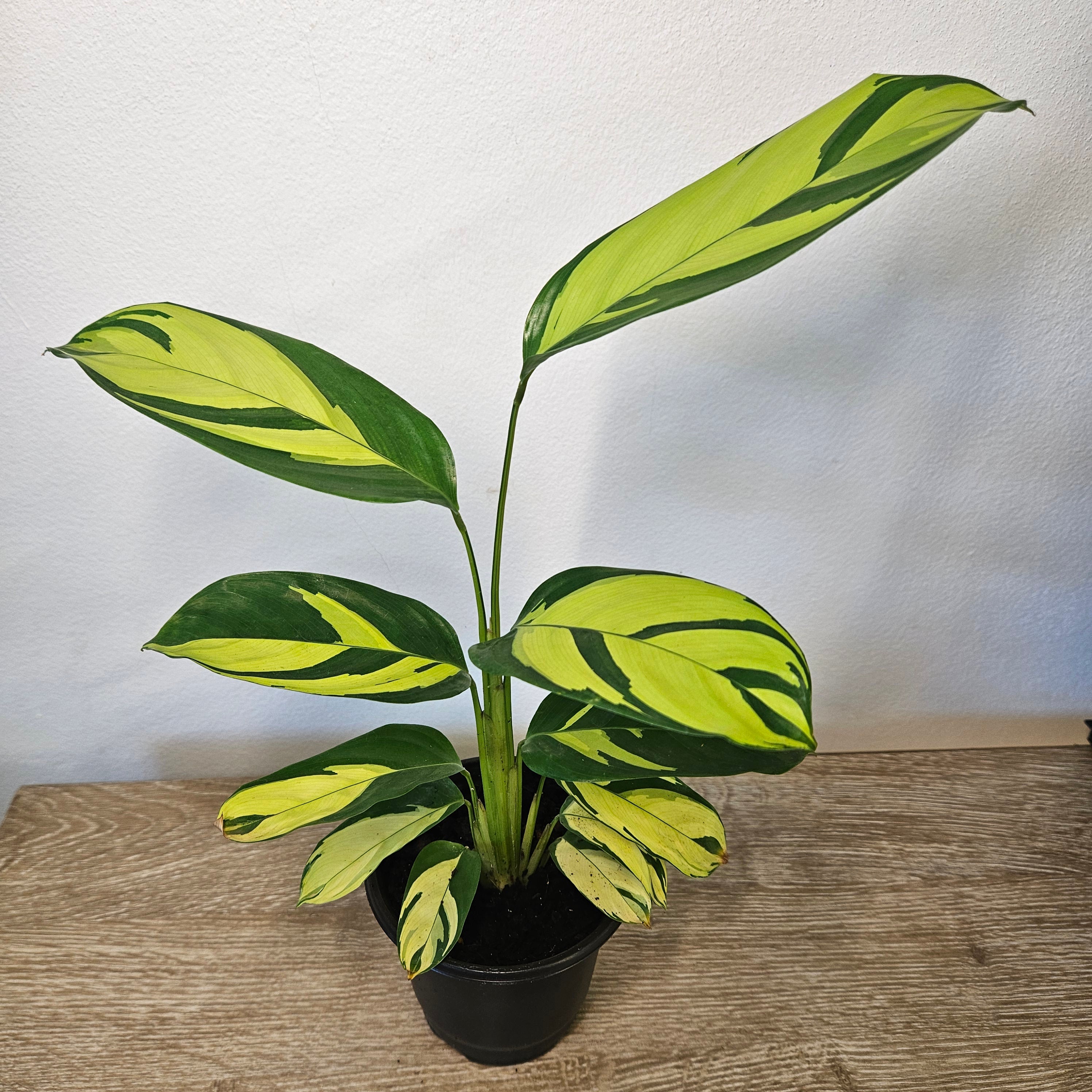 Ctenanthe | Golden Mosaic