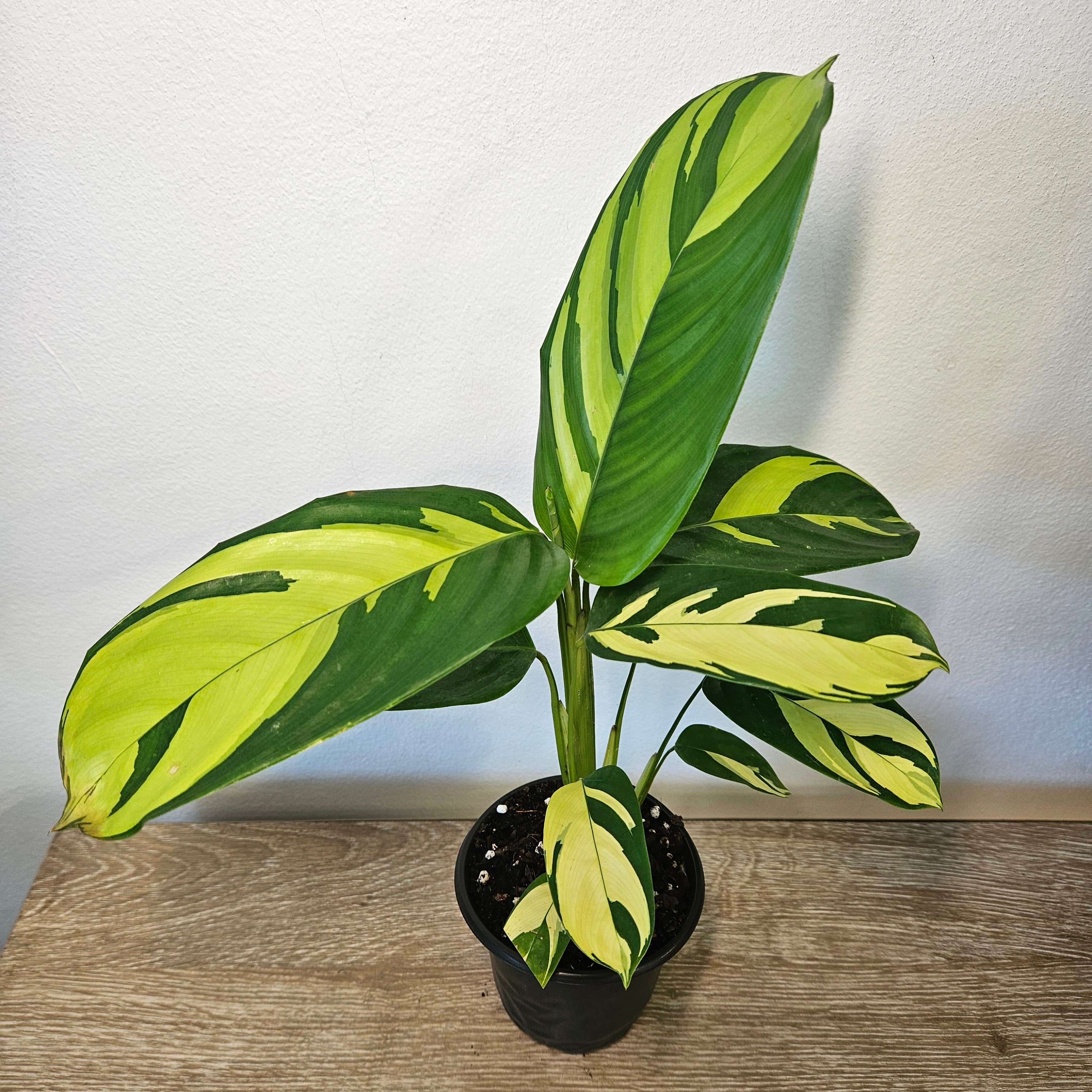 Ctenanthe | Golden Mosaic