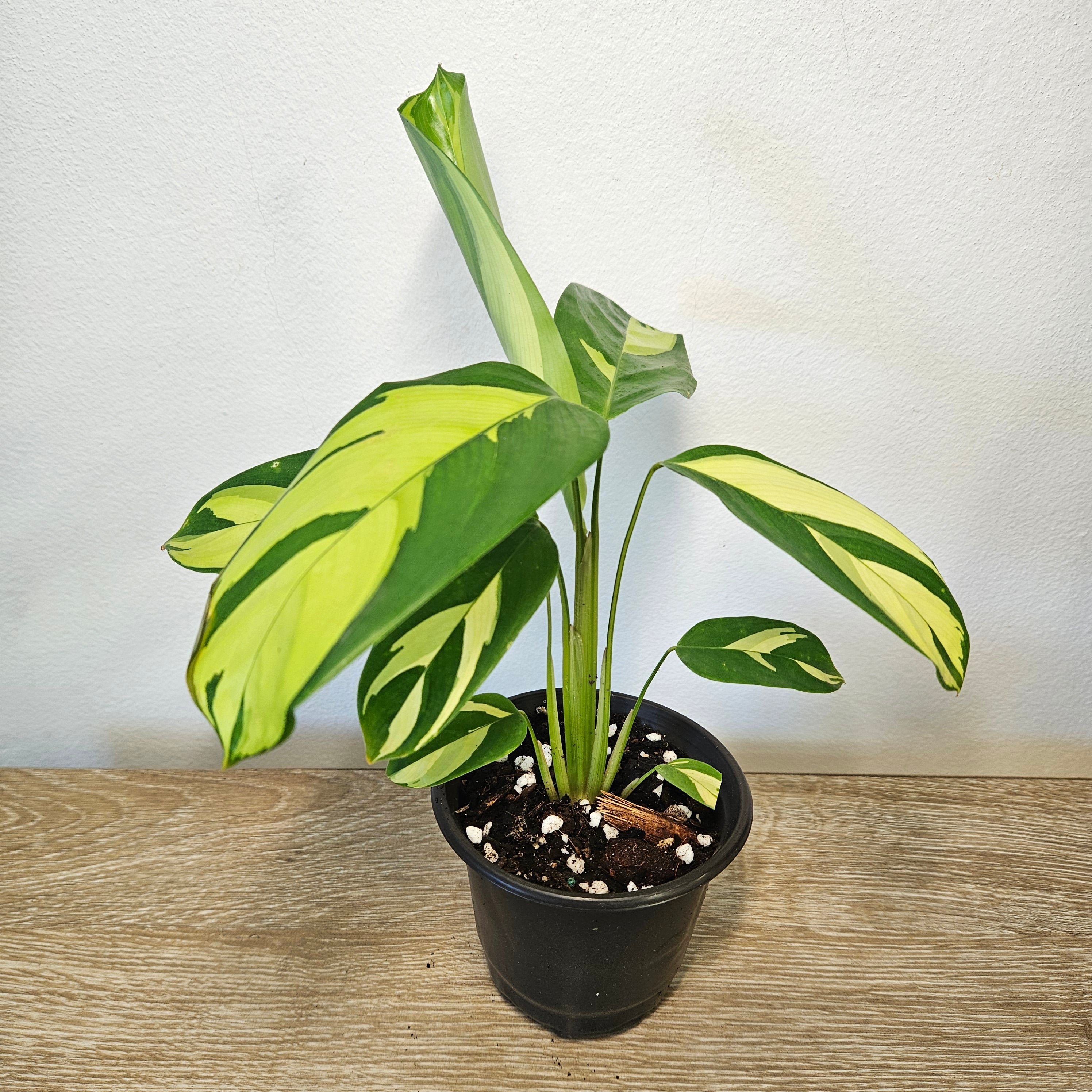 Ctenanthe | Golden Mosaic