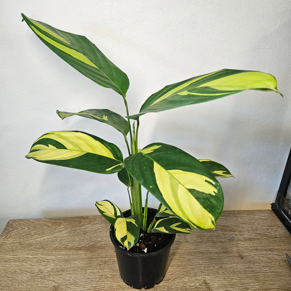 Ctenanthe Golden Mosaic