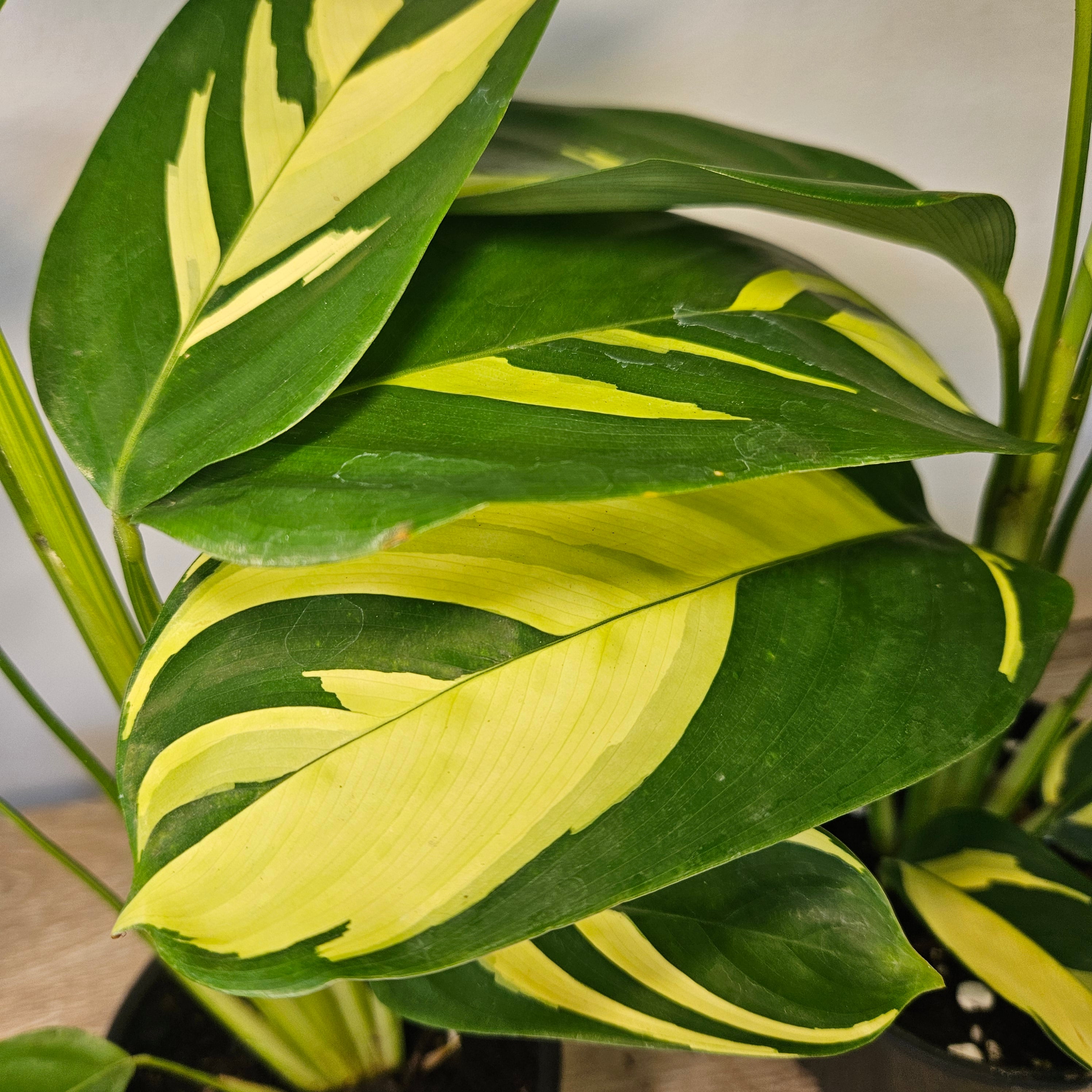 Ctenanthe Golden Mosaic
