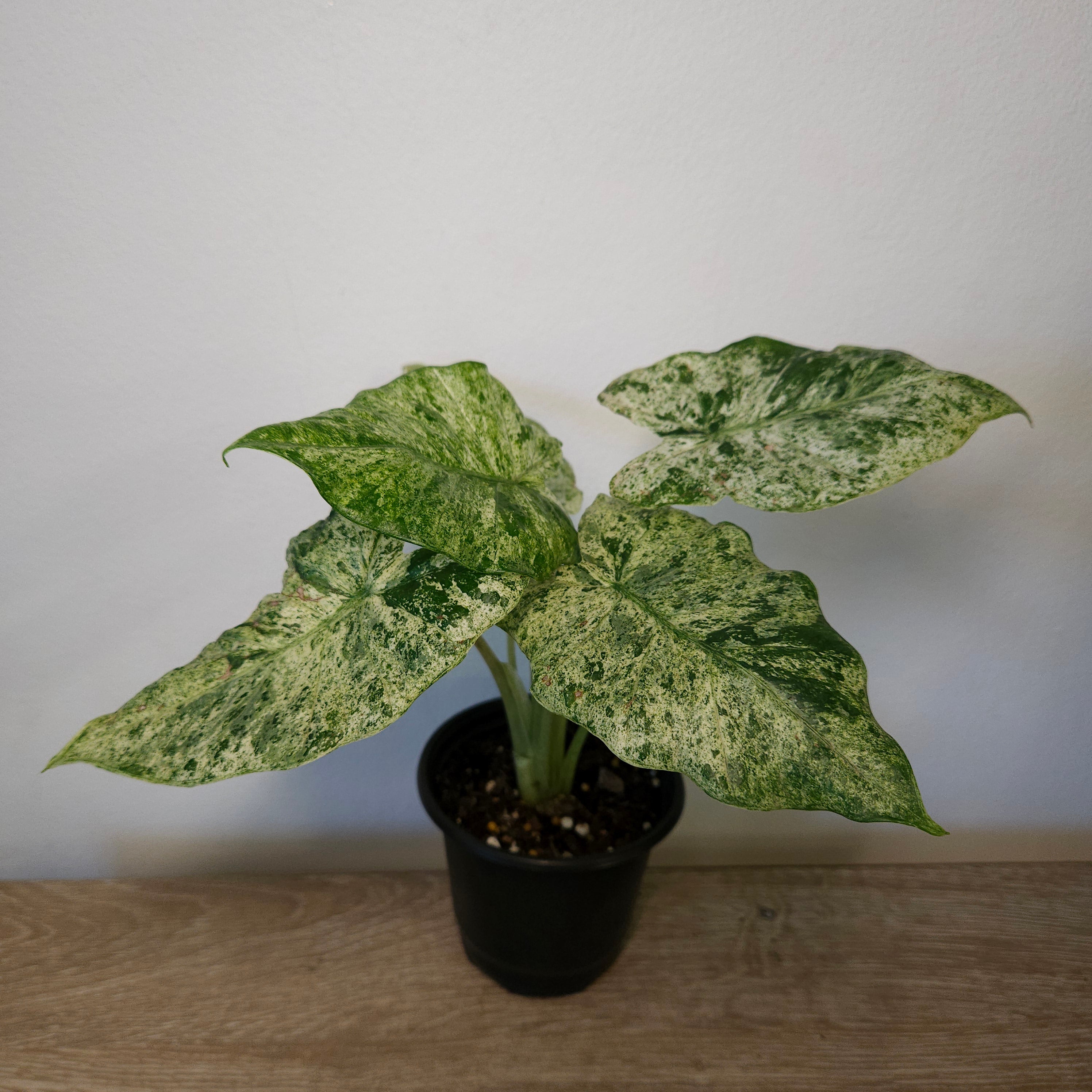 Alocasia odora batik | ‘Splash’