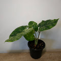 Alocasia odora batik | ‘Splash’