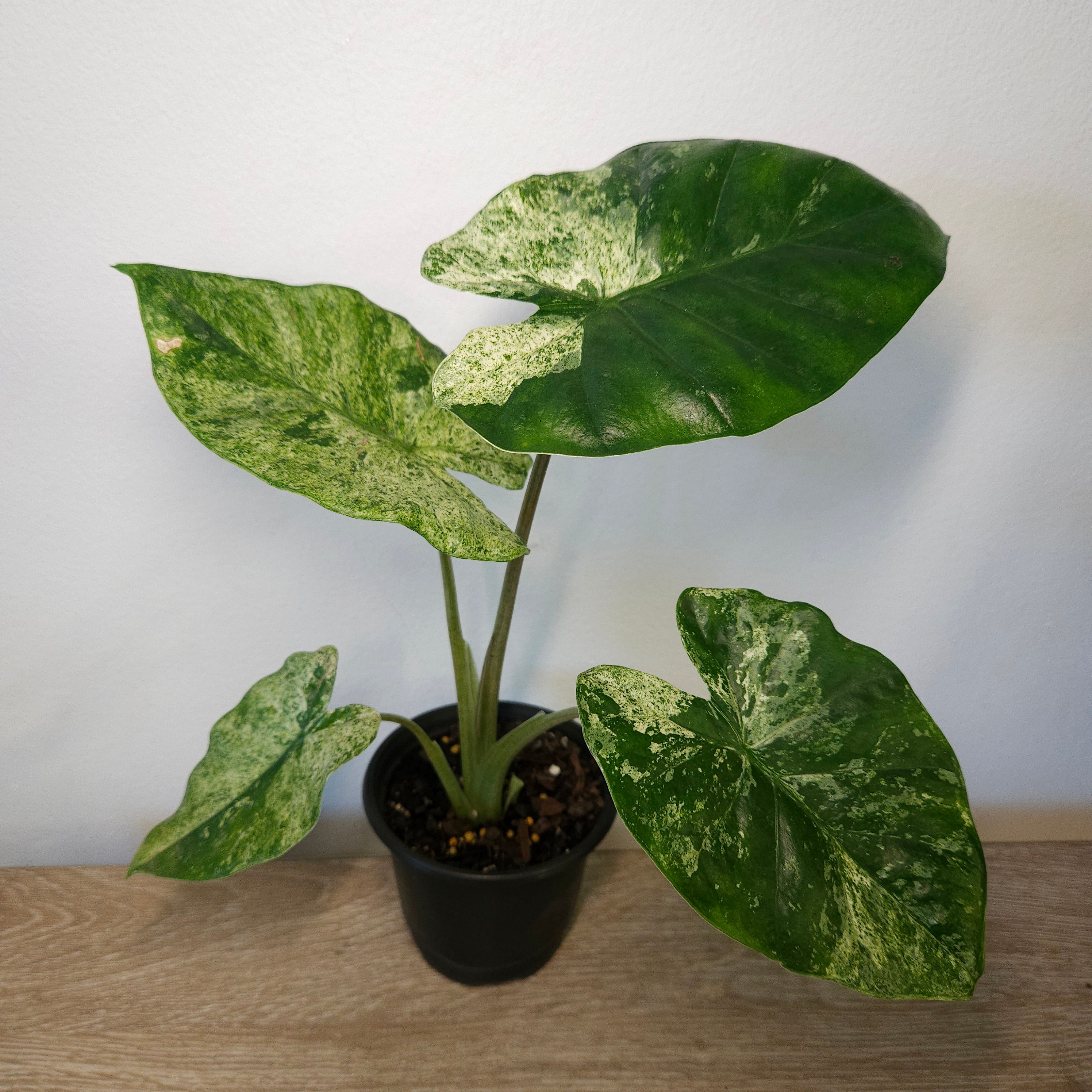 Alocasia odora batik | ‘Splash’