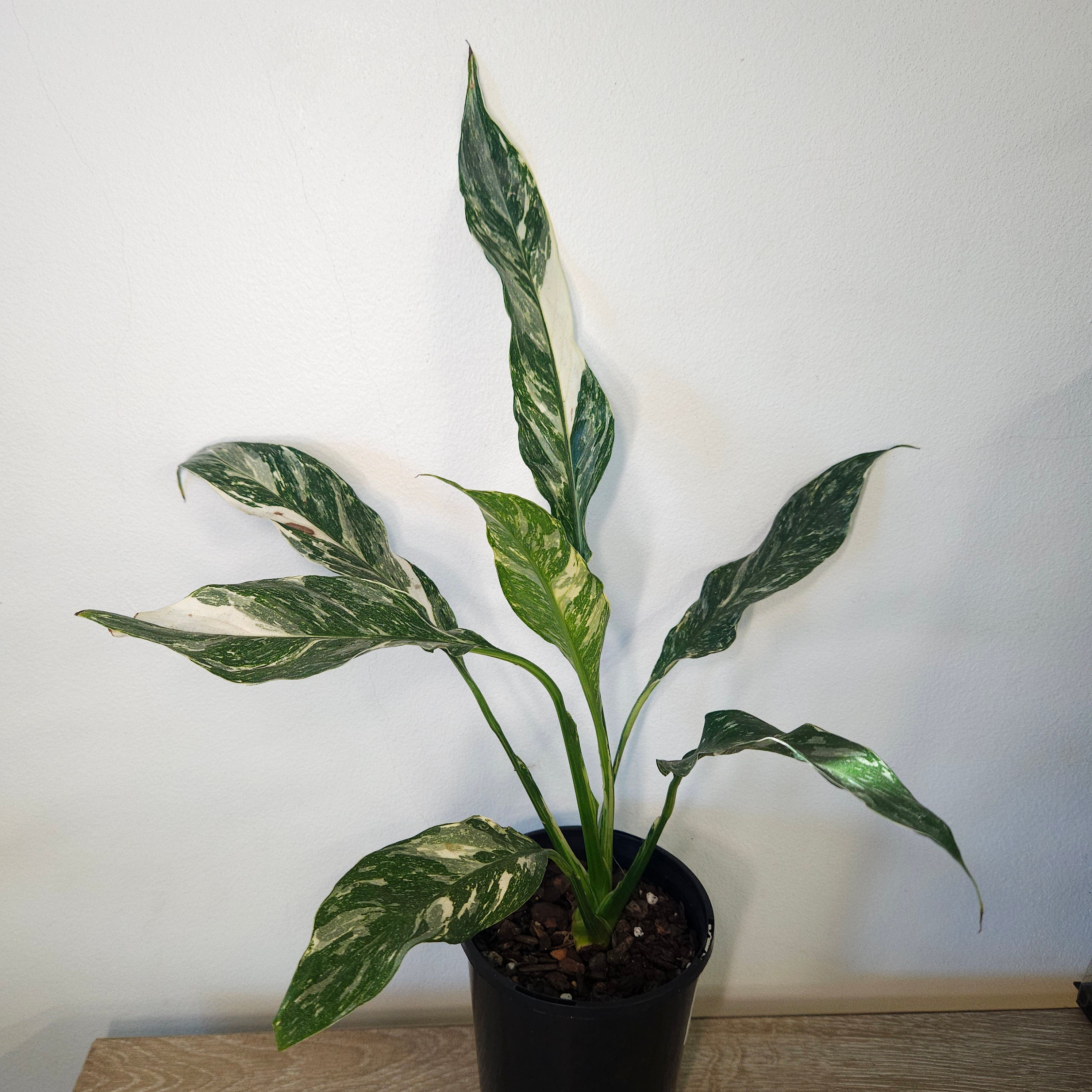 Spathiphyllum | Domino Variegated