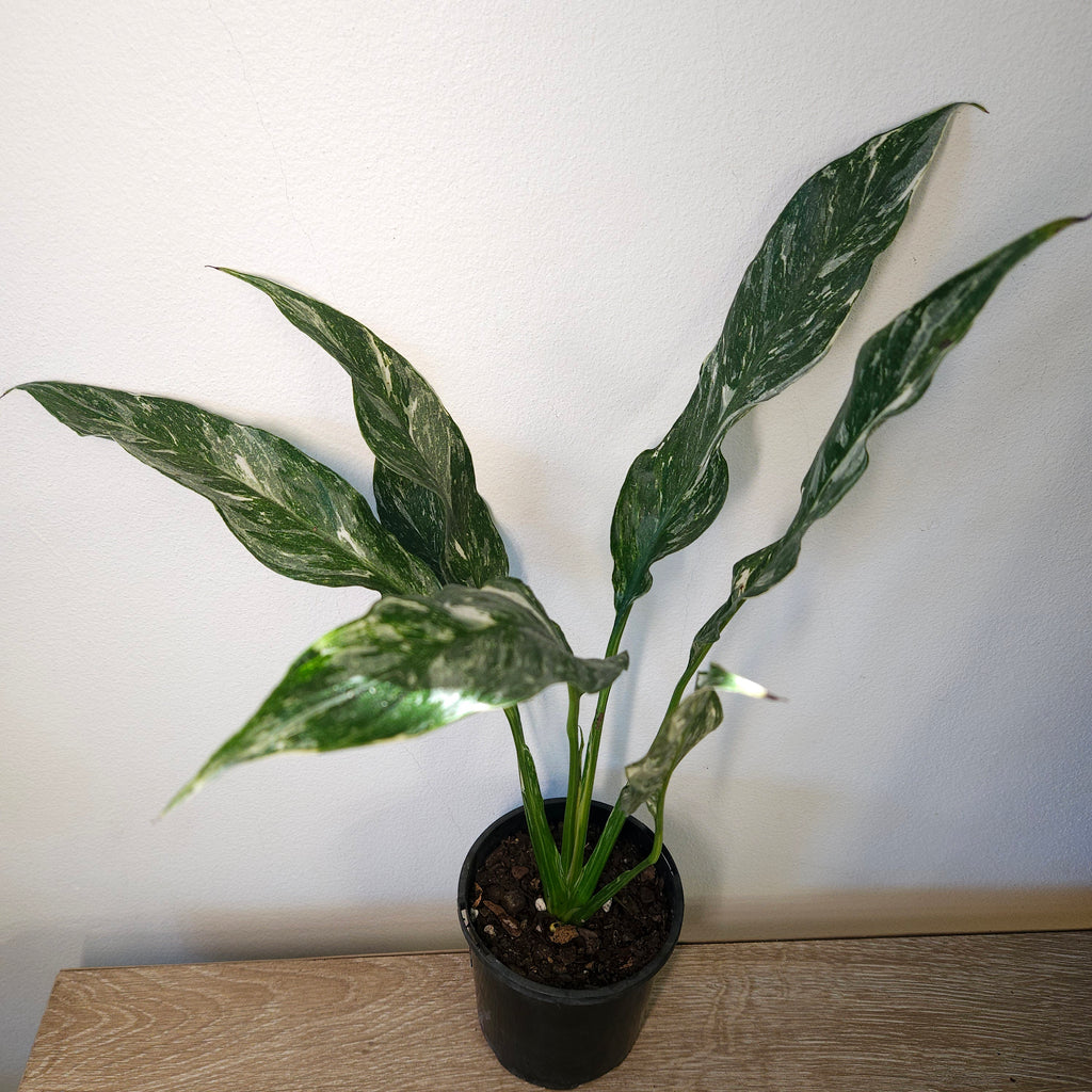 Spathiphyllum Variegated Domino Peace Lily
