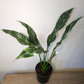 Spathiphyllum Variegated Domino Peace Lily