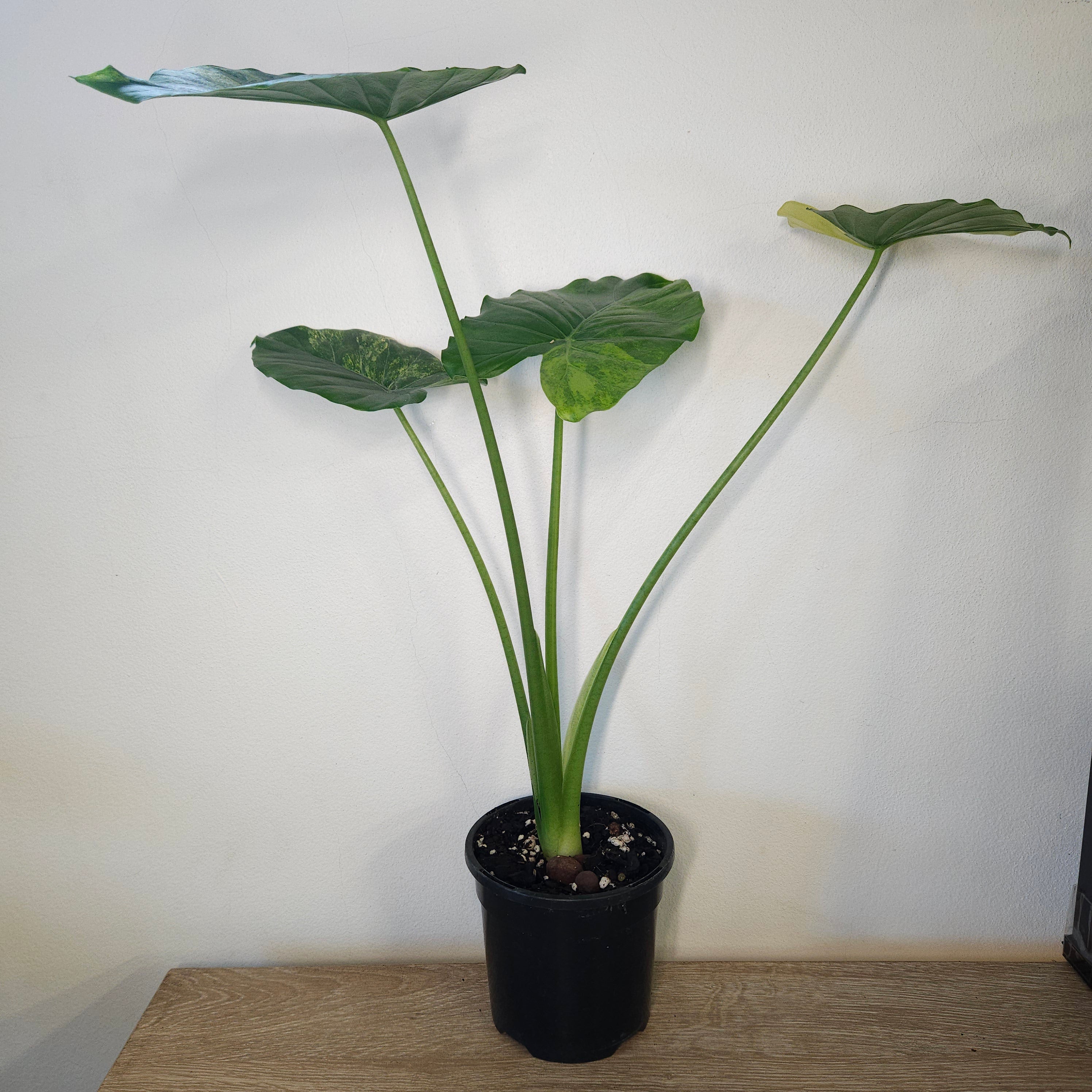 Alocasia Odora | 'California' Aurea Variegata (45cm+)