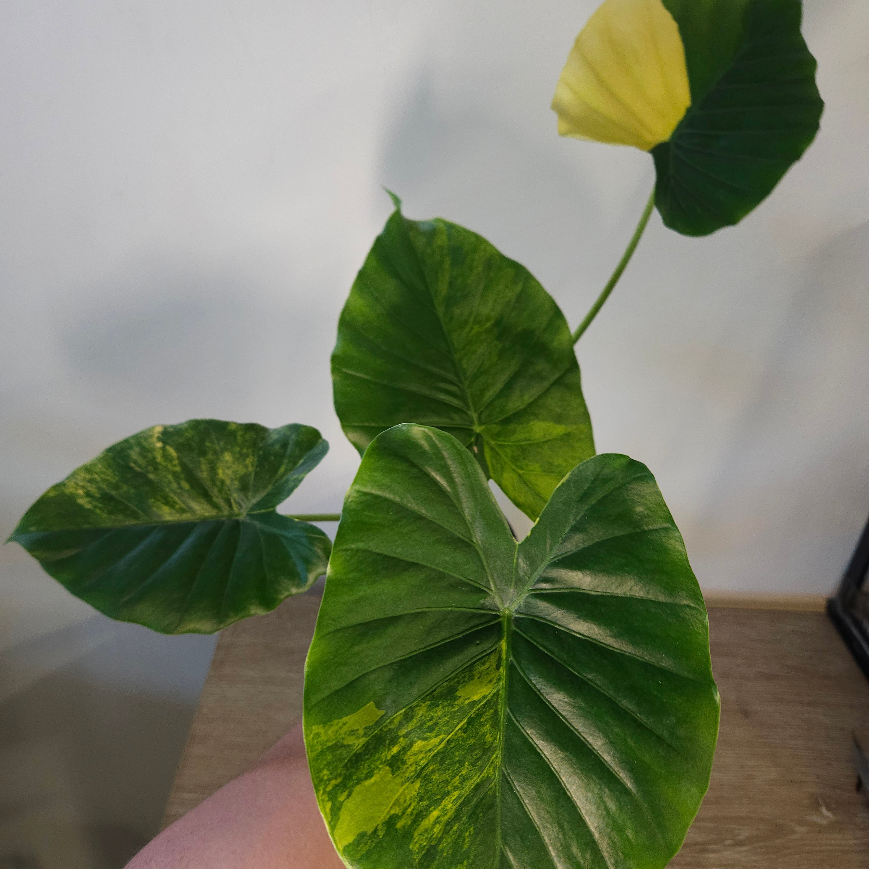 Alocasia Odora | 'California' Aurea Variegata (45cm+)
