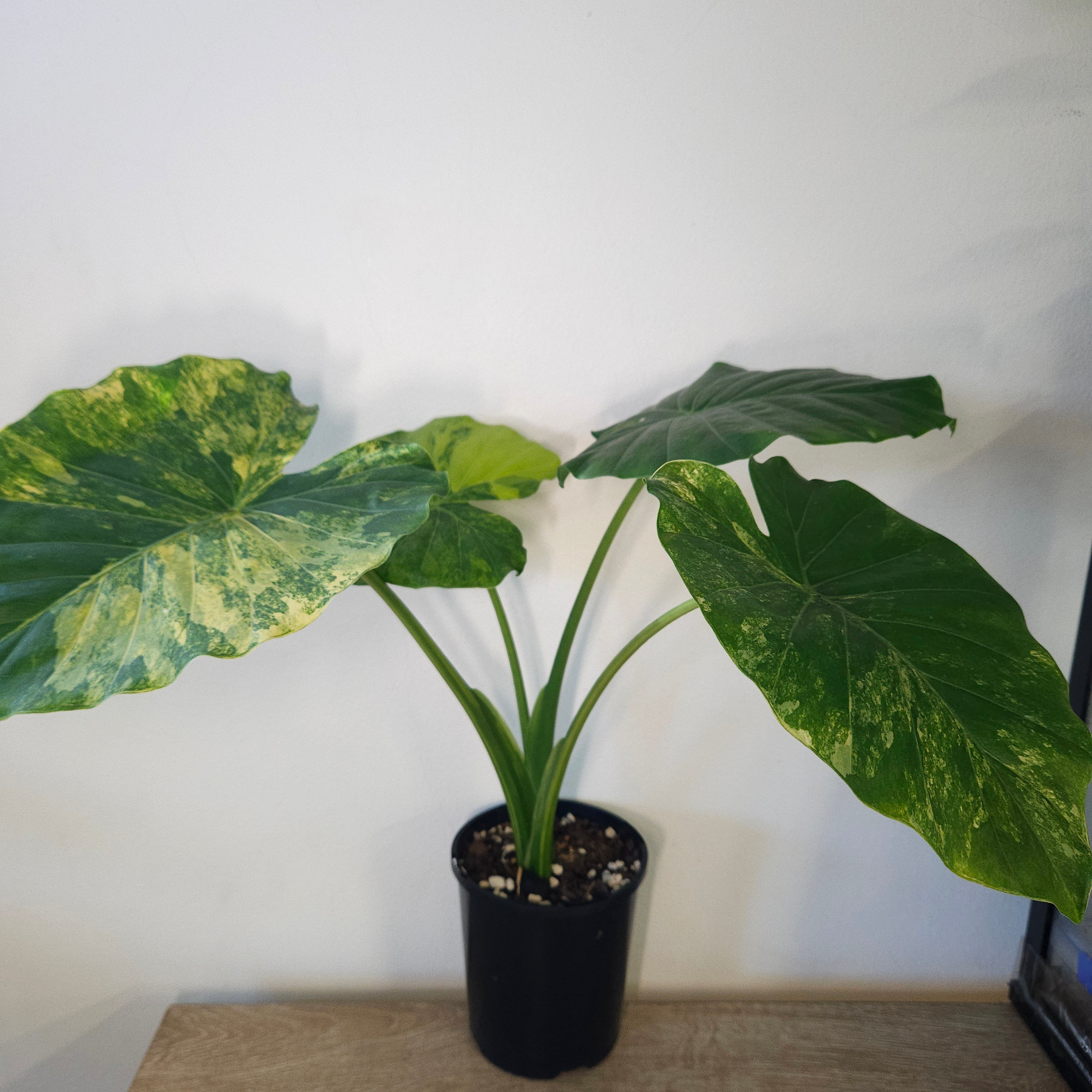 Alocasia Odora | 'California' Aurea Variegata (45cm+)