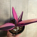 Variegated Purple Heart Tradescantia Pallida Variegata