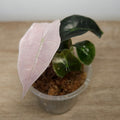 Alocasia Polly Pink Mint