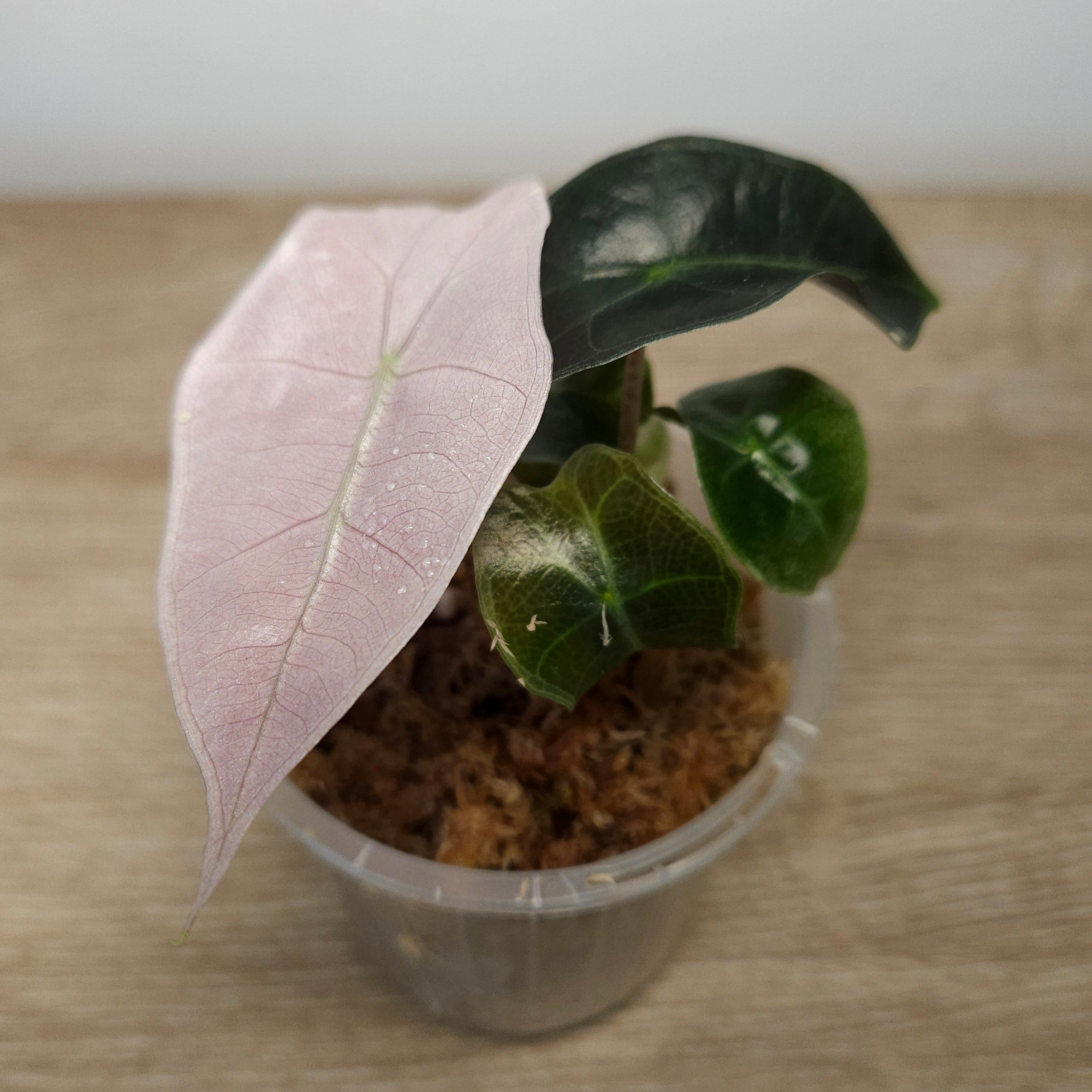 Alocasia Polly Pink Mint