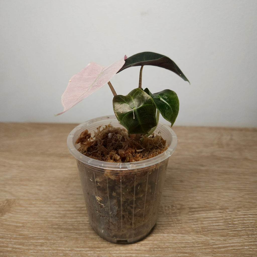 Alocasia Polly Pink Mint