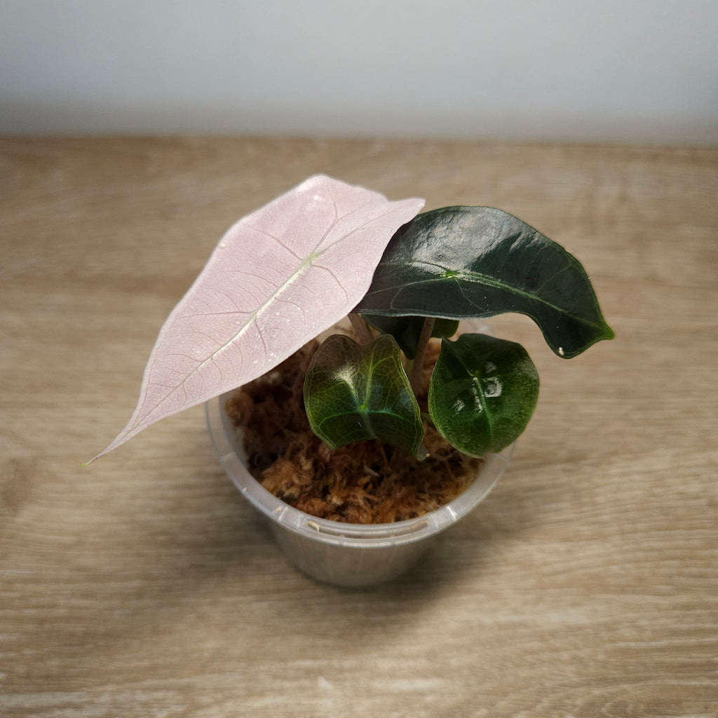 Alocasia Polly Pink Mint
