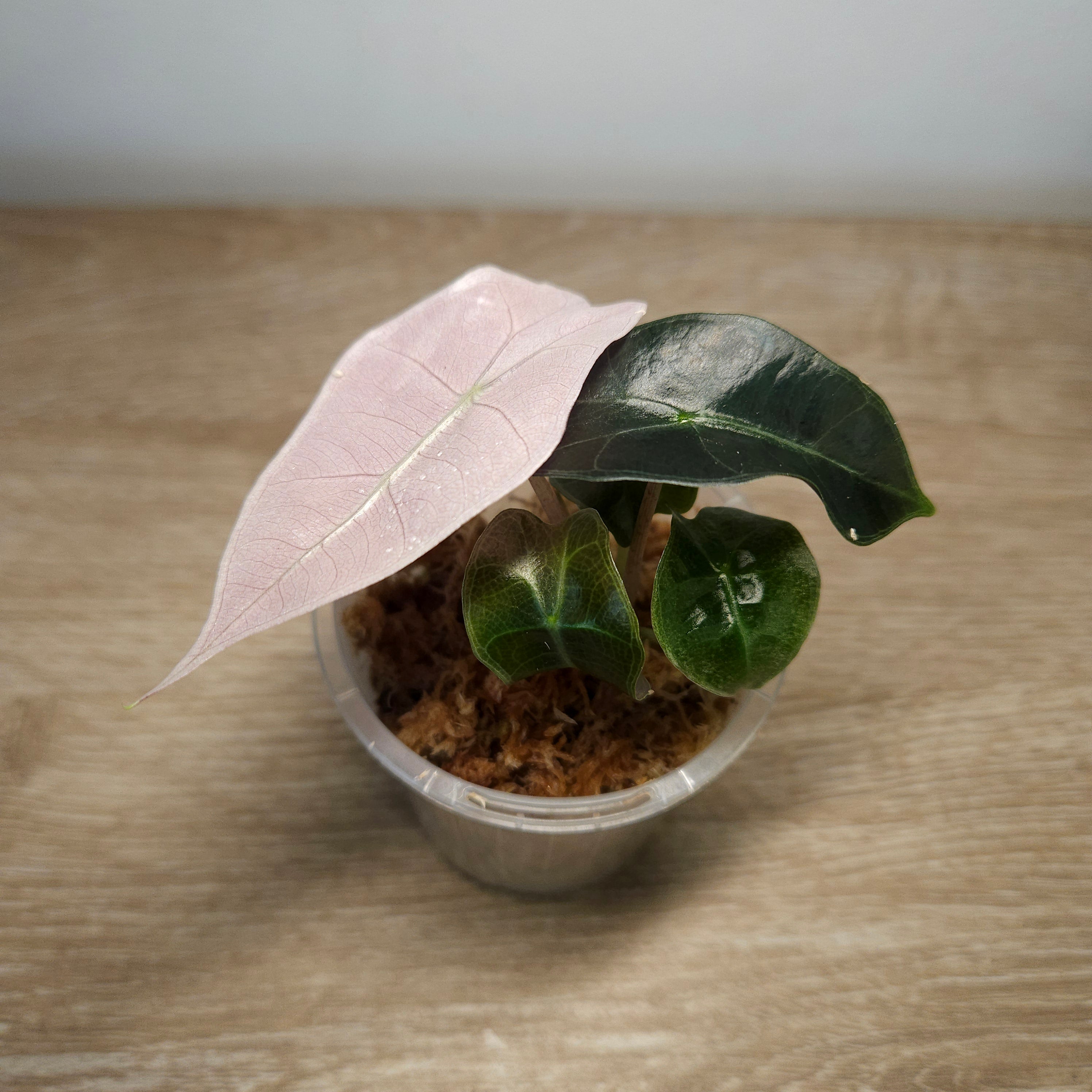 Alocasia Polly Pink Mint