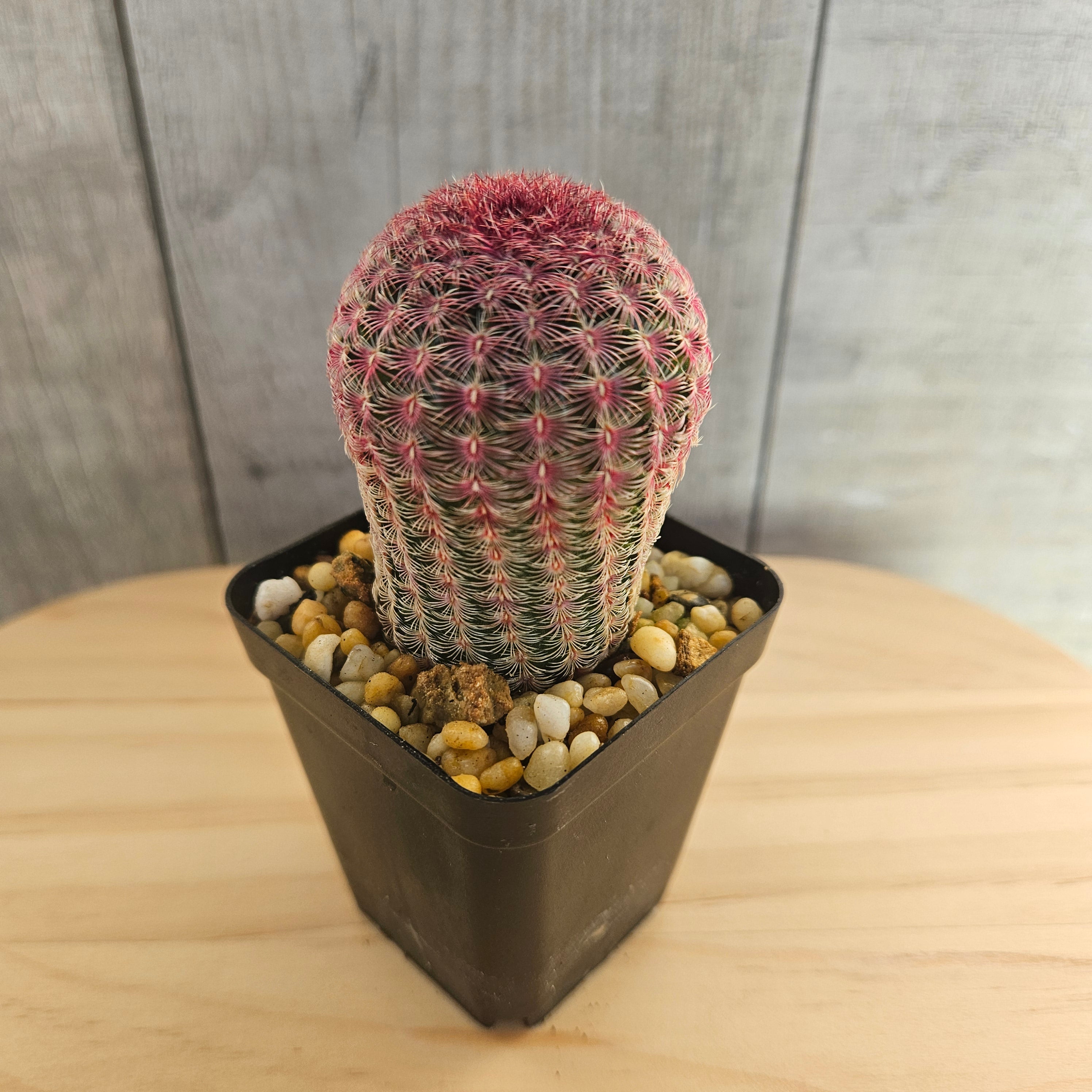 Echinocereus rigidissimus | var. rubrispinus 'Rainbow Cactus'