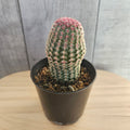 Echinocereus rigidissimus | var. rubrispinus 'Rainbow Cactus'