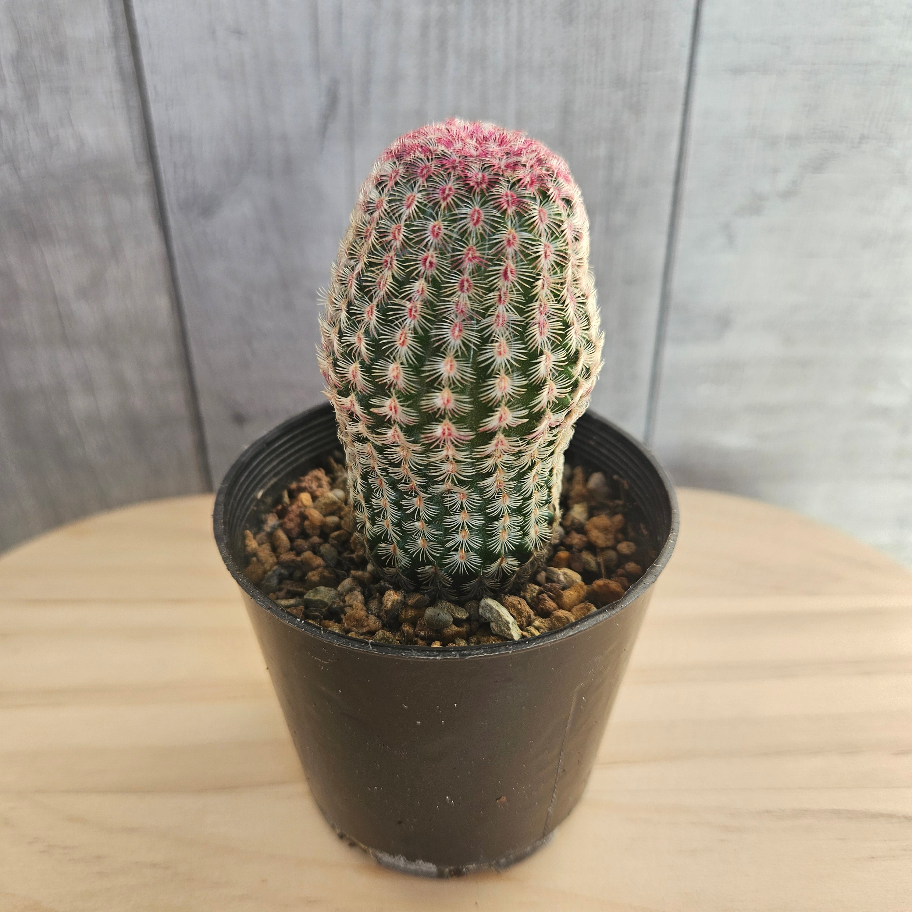 Echinocereus rigidissimus | var. rubrispinus 'Rainbow Cactus'