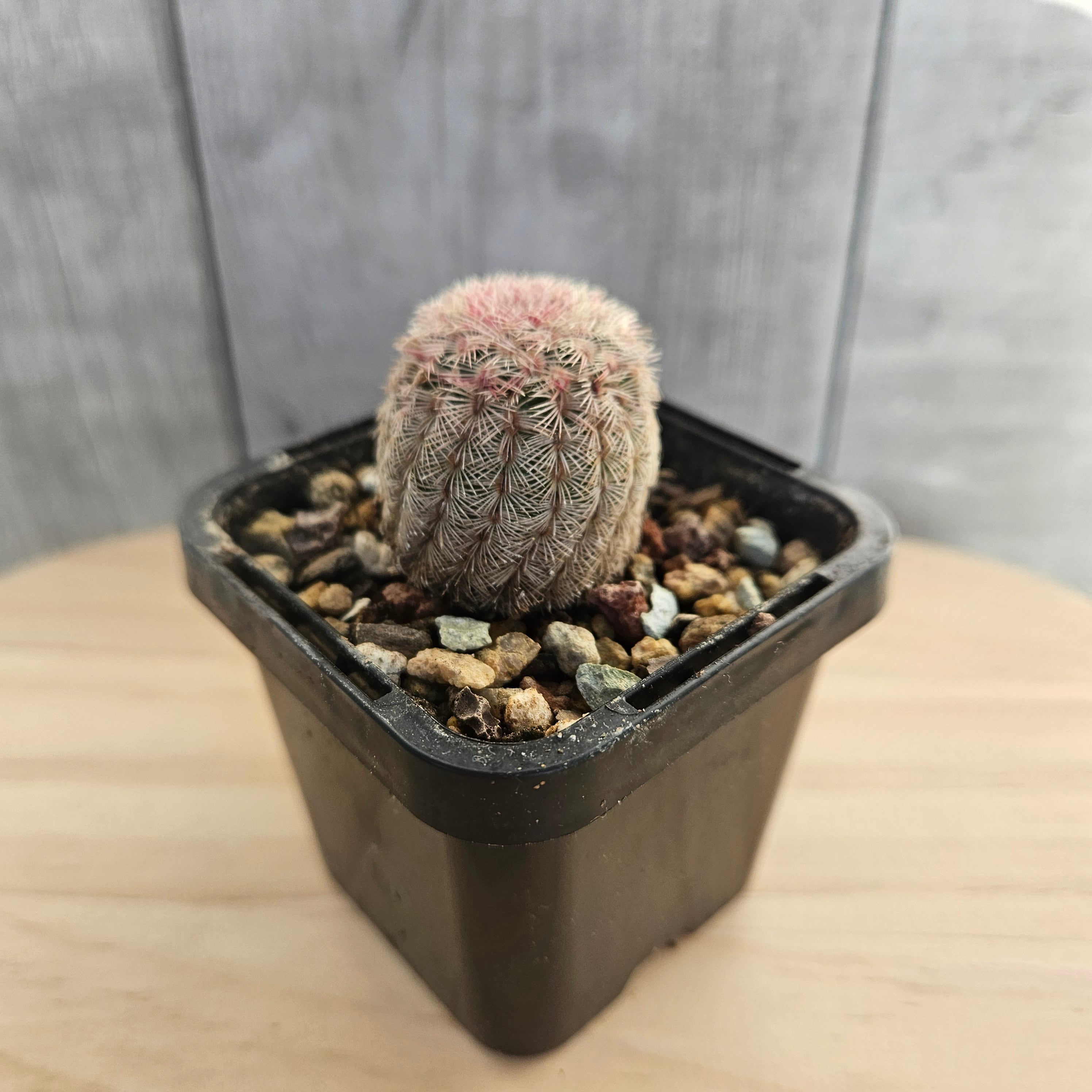 Echinocereus rigidissimus | var. rubrispinus 'Rainbow Cactus'