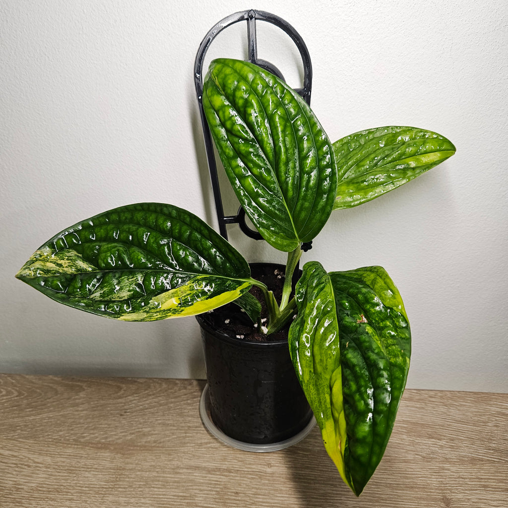 Monstera Peru Variegated