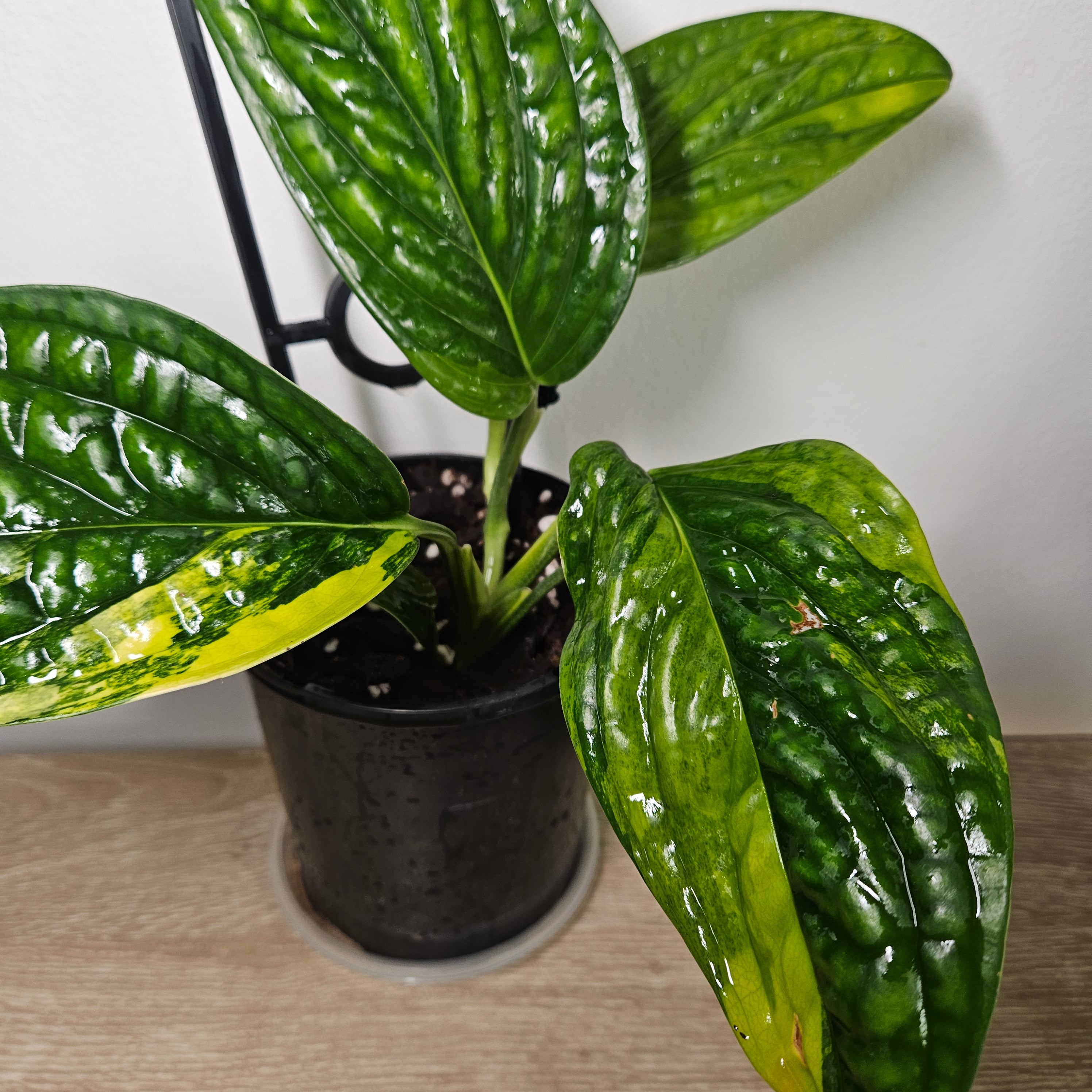 Monstera Peru Variegated