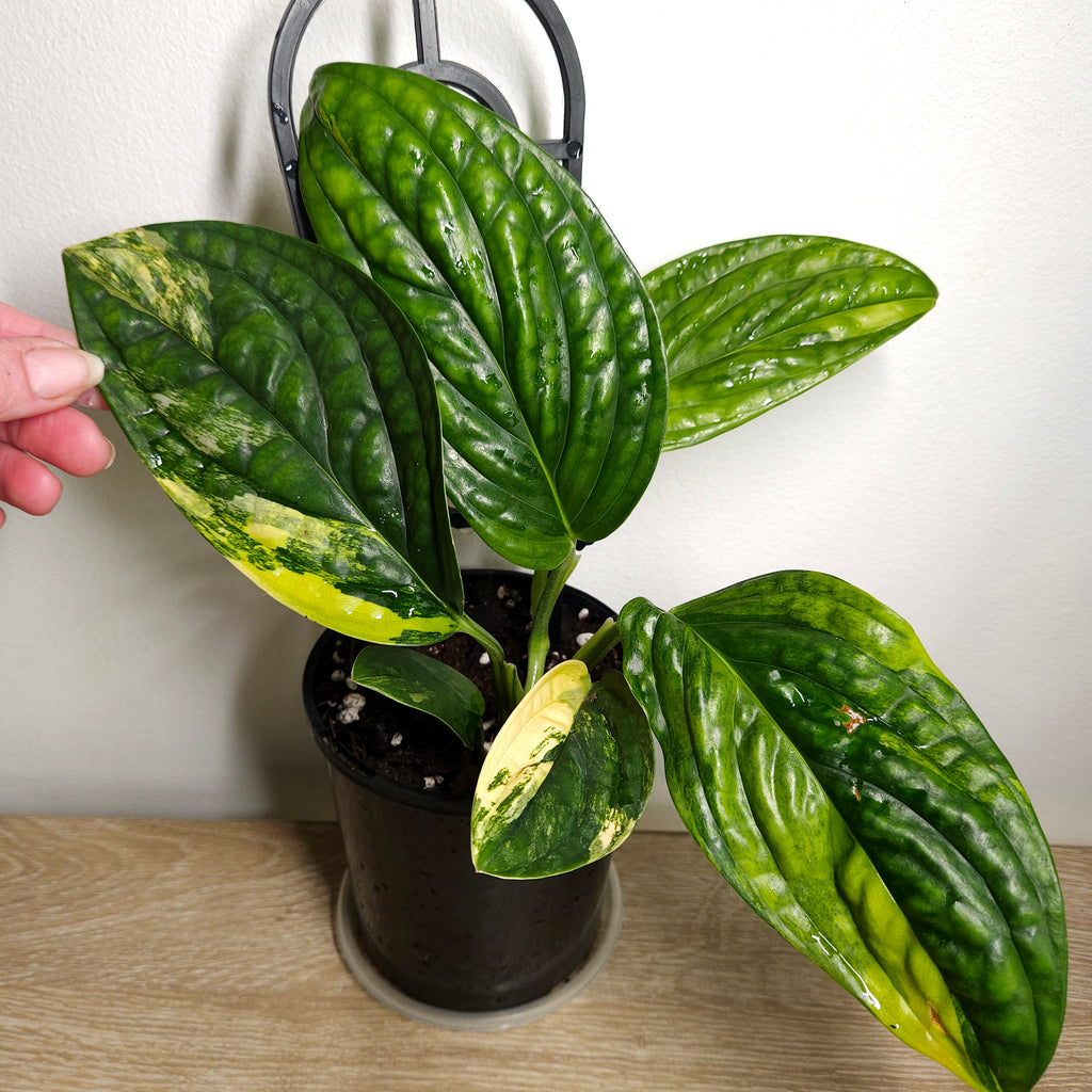 Monstera Peru Variegated