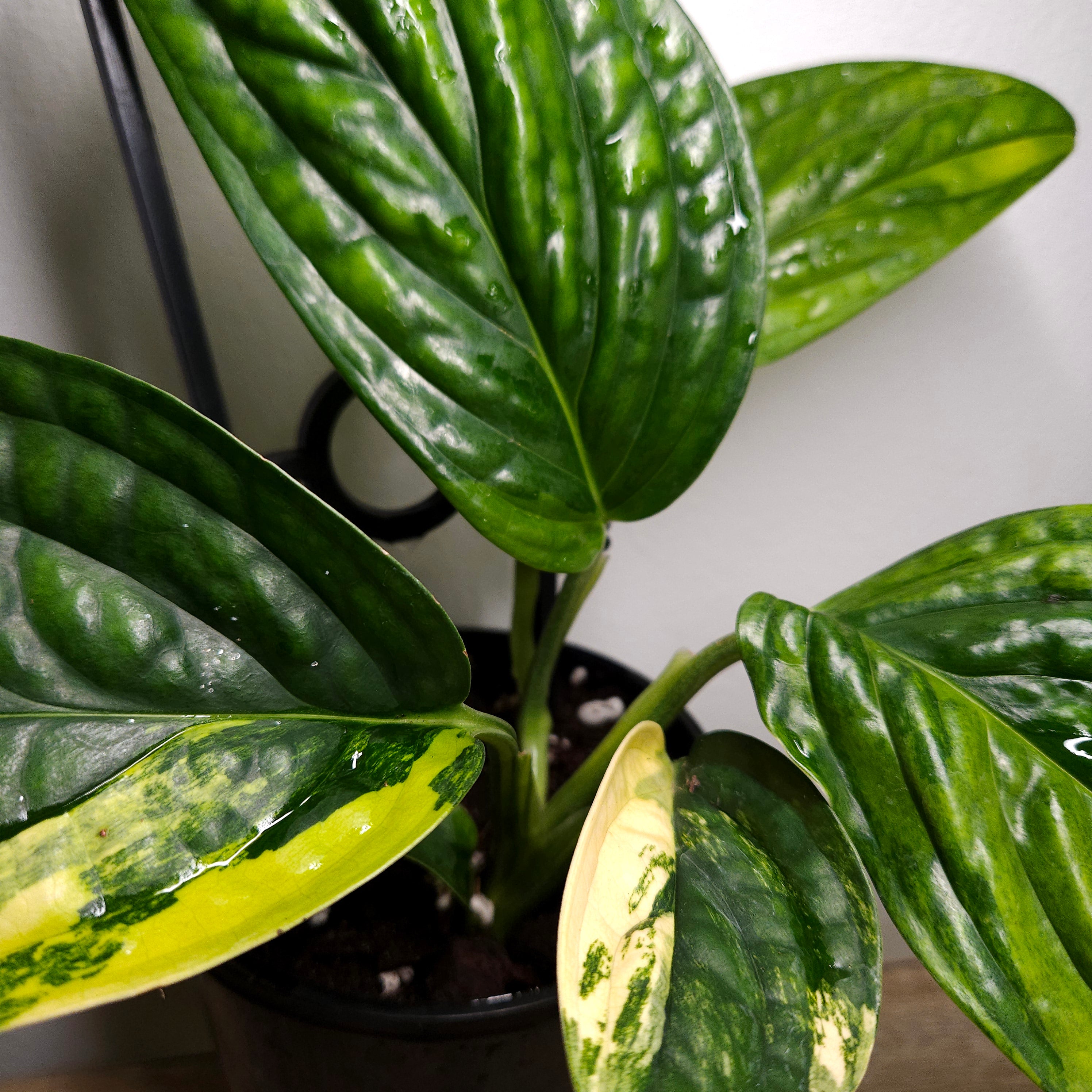 Monstera Peru Variegated